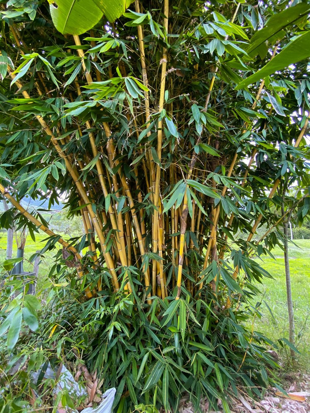 Schizostachyum brachycladum - Sacred Bali Bamboo