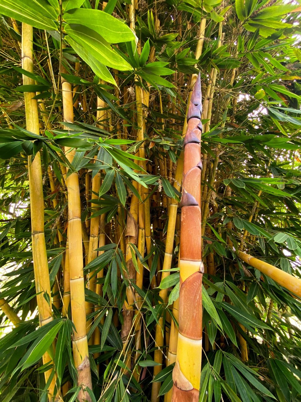 Schizostachyum brachycladum - Sacred Bali Bamboo