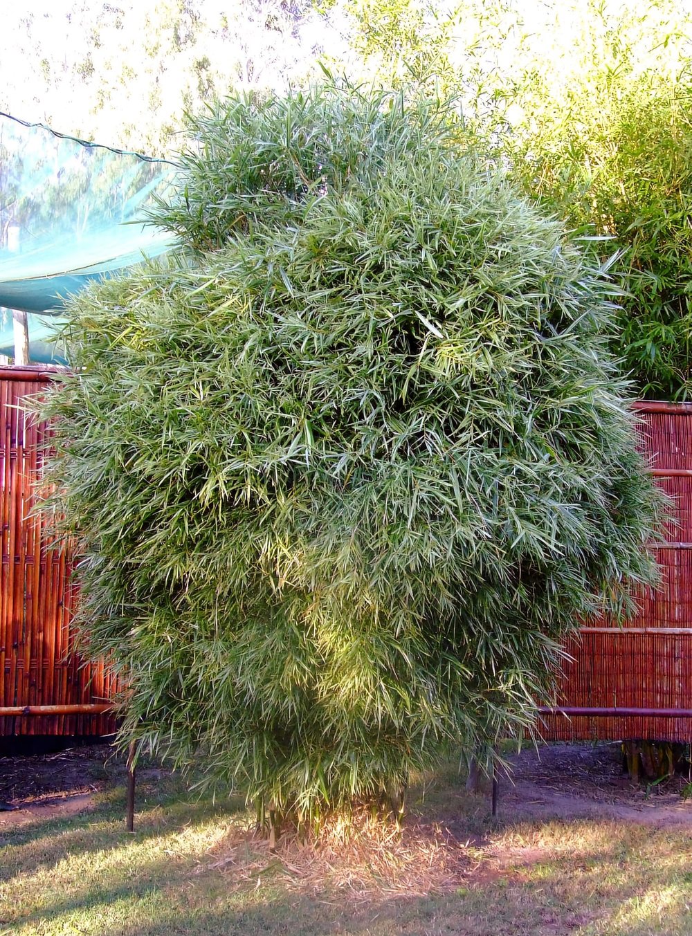 Bambusa glaucophylla - Malay Dwarf Variegated Bamboo 