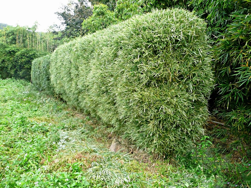 Bambusa glaucophylla - Malay Dwarf Variegated Bamboo