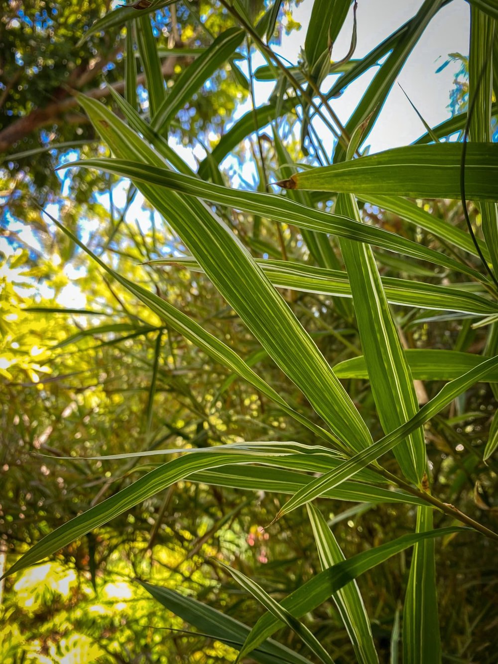 Bambusa glaucophylla - Malay Dwarf Variegated Bamboo