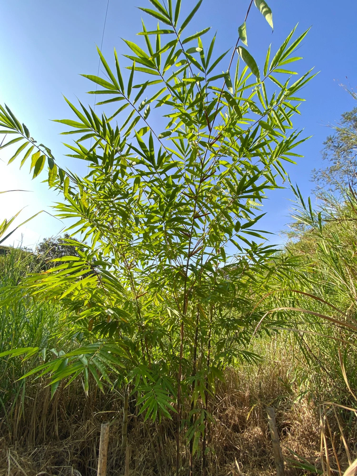 Dendrocalamus sinicus - ID#00001