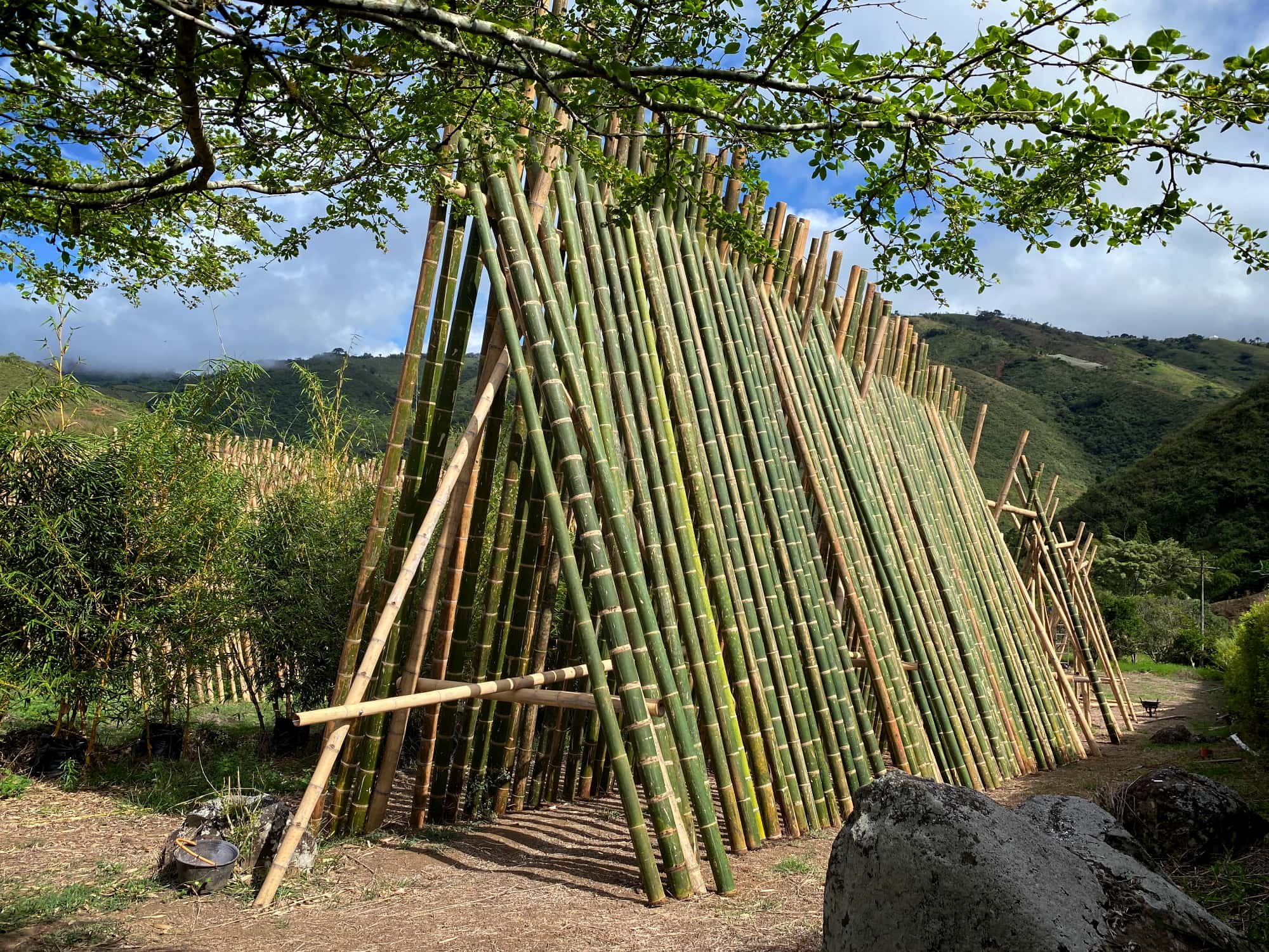 The Best Bamboo — Bamboo Poles for Sale — Analyzing the Physical and  Mechanical Properties of Moso vs Guadua Bamboo