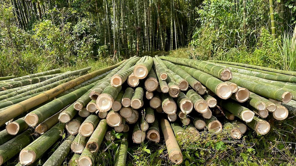 Bamboo's Ability to Store Carbon Called Into Question