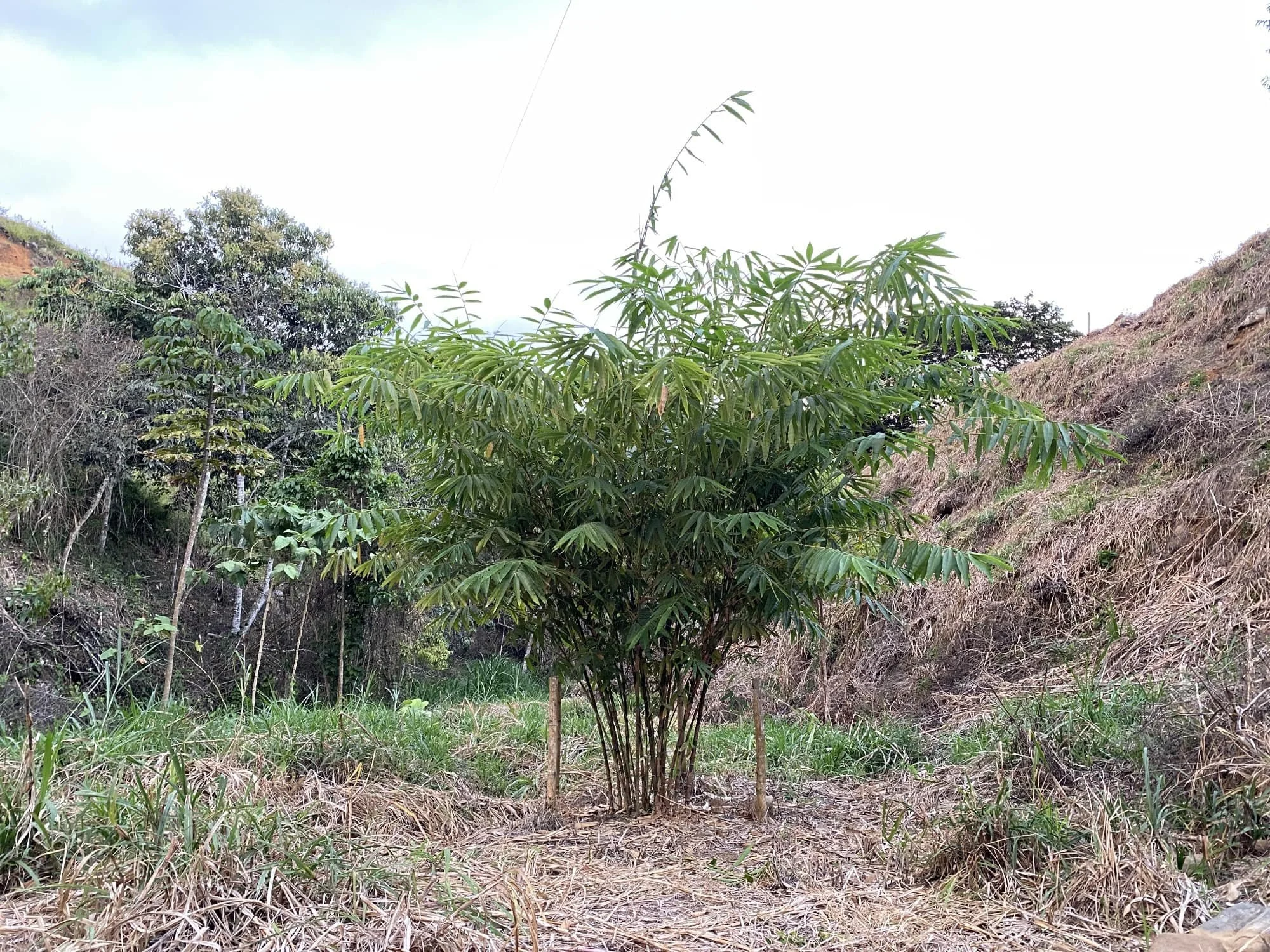Dendrocalamus sinicus - ID#00001