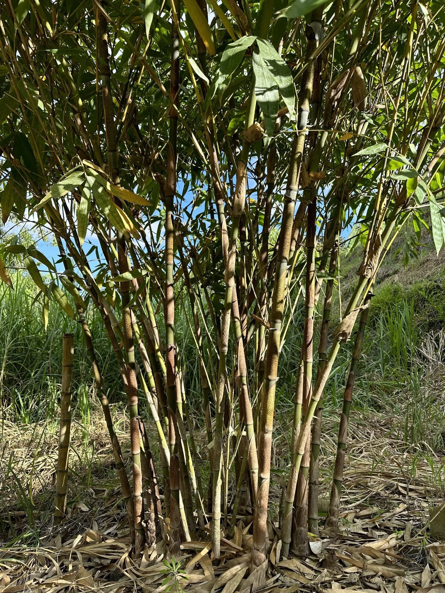 Dendrocalamus sinicus - ID#00001