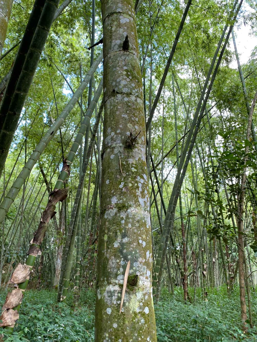 Lichens on a Guadua Bamboo Culm