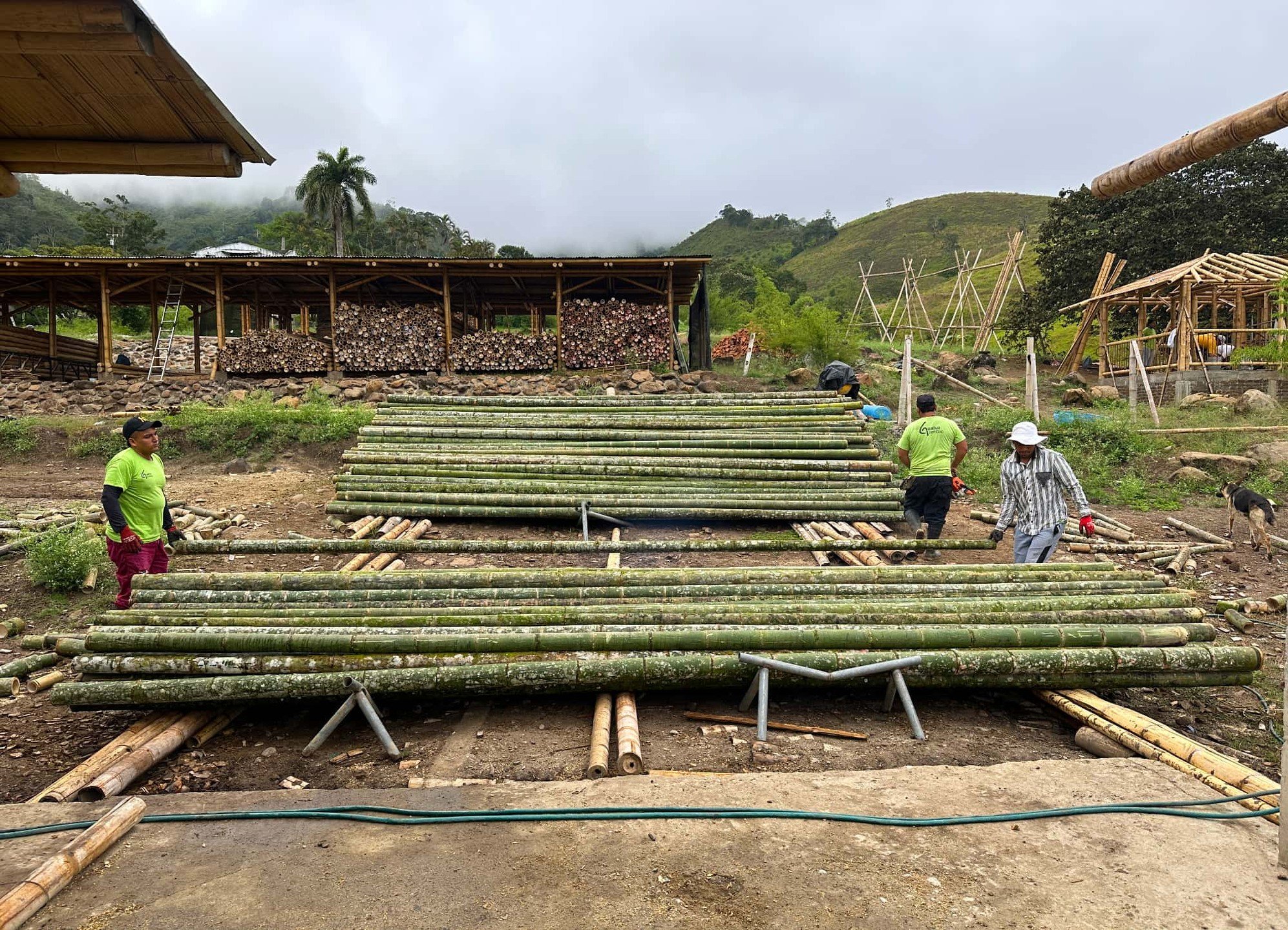 Processing the World's Strongest Bamboo.