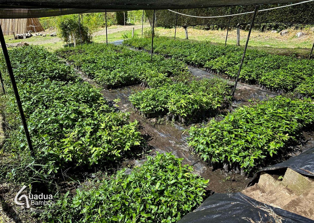 &iexcl;Plantas de Guadua angustifolia disponibles para la venta! Realizamos env&iacute;os a toda Colombia. M&aacute;s informaci&oacute;n al WhatsApp: +57 (317) 447-9432
Sitio web: https://www.guaduabamboo.co/plantas
