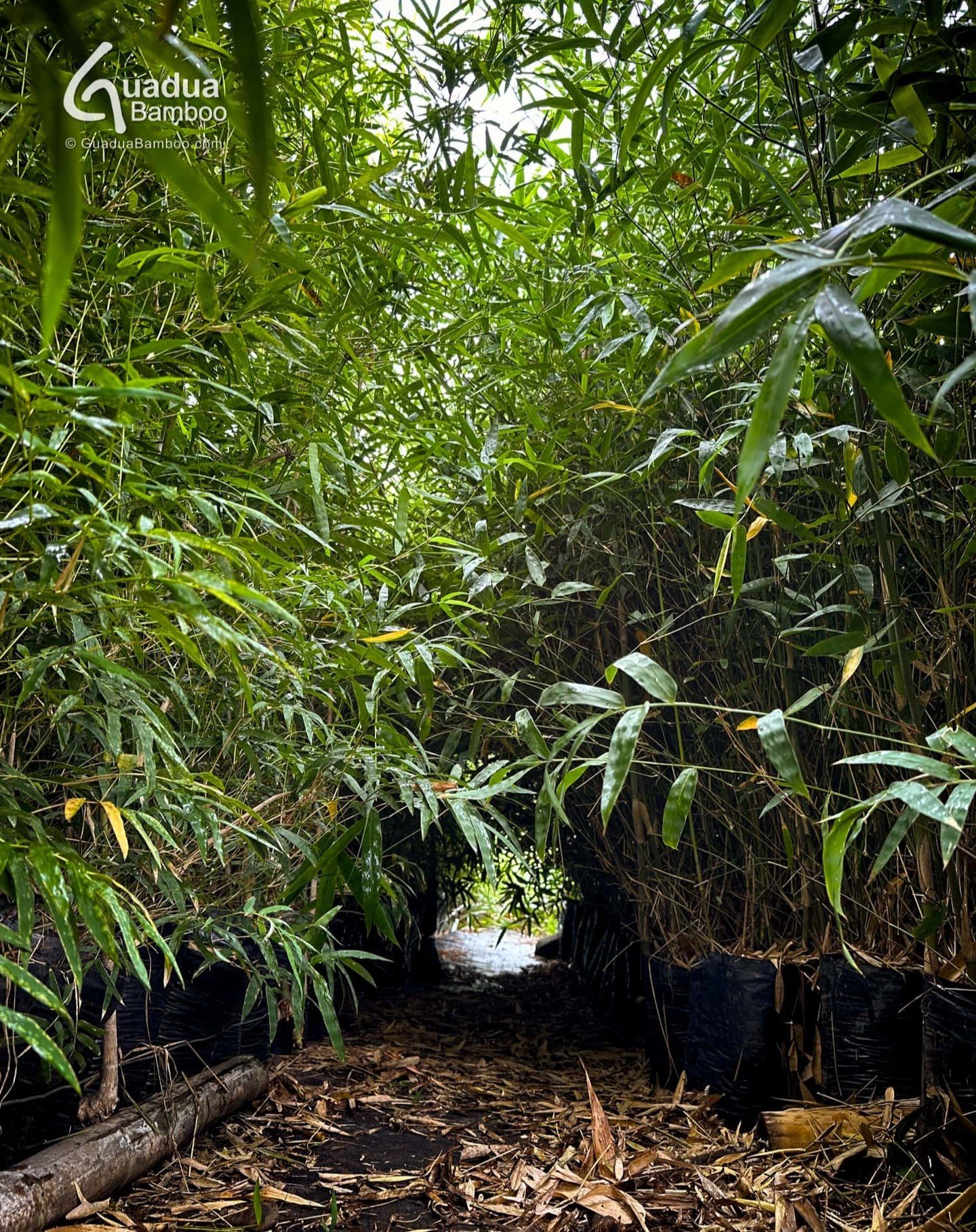 Grandes plantas de Bamb&uacute; Espinosa Gigante (Bambusa bambos) en nuestro vivero. Esta es una de las mejores especies de bamb&uacute; para cercas vivas que deben ser seguras e impenetrables debido a su denso crecimiento y espinas. Los tallos tambi