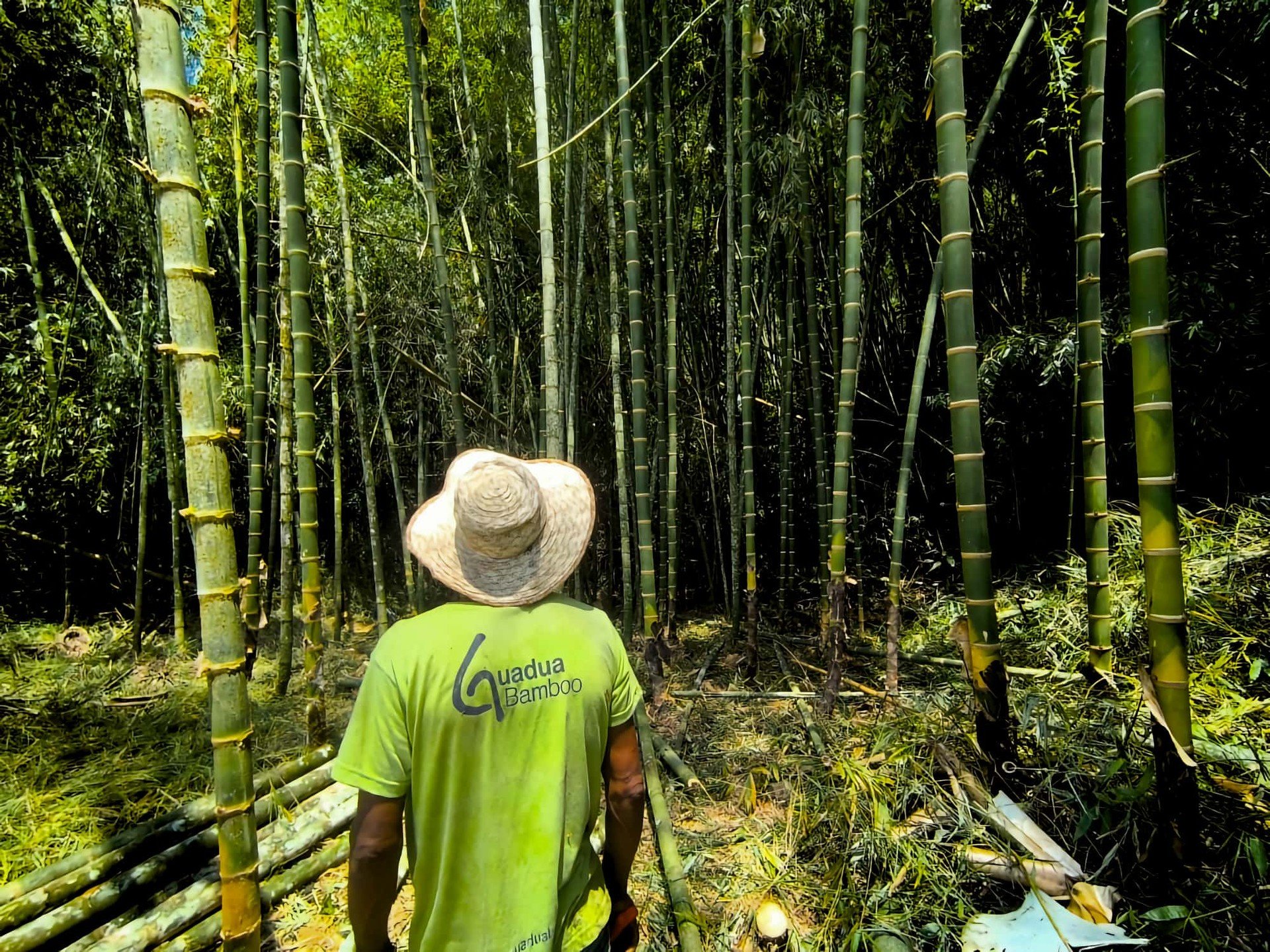 Carbon Credits don't work for small farmers, only for large corporations and banks investing in damaging monocultures around the world. 

Forest conservation is all about selective harvesting with respect for nature and its biodiversity. Only when fo
