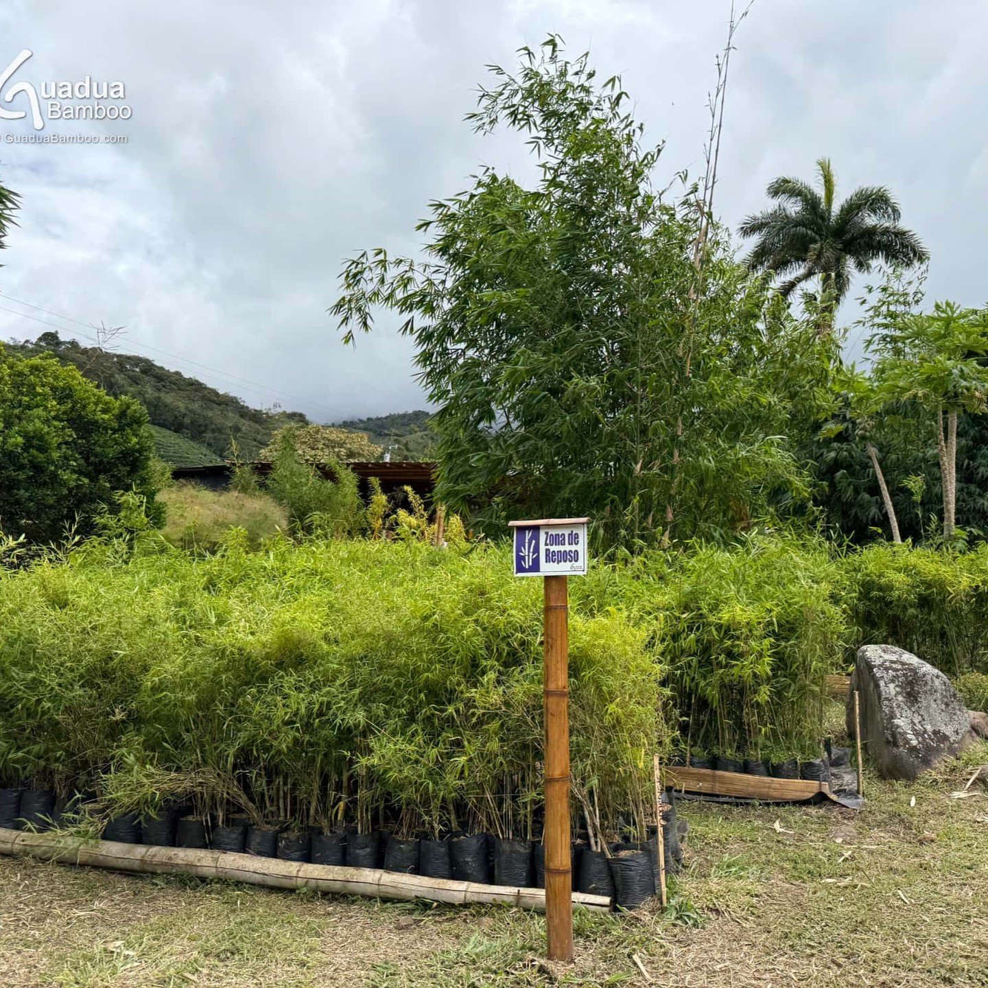 🚛🌱 &iexcl;Cada semana enviamos plantas de bamb&uacute; a todo Colombia desde nuestro vivero en Bajo Sabaletas, Valle del Cauca! Con m&aacute;s de 60 especies en nuestra colecci&oacute;n, cada bamb&uacute; es seleccionada y empacada con cuidado para