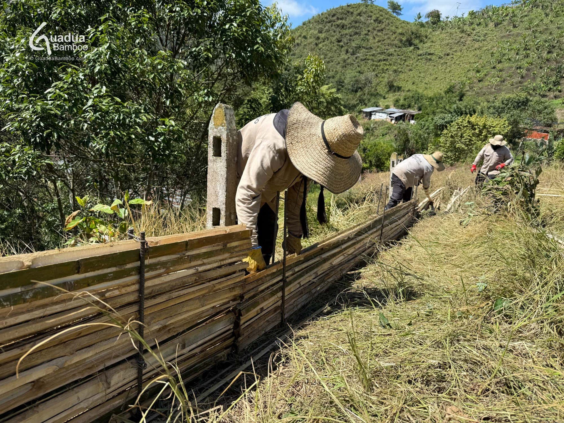 🌿 &iexcl;Construyendo con naturaleza! Hoy trabajamos en taludes con latas de guadua &mdash; una soluci&oacute;n ecol&oacute;gica, resistente y hermosa para estabilizar terrenos. 💪🏽🎋
La guadua no solo es fuerte, tambi&eacute;n ayuda a prevenir la 
