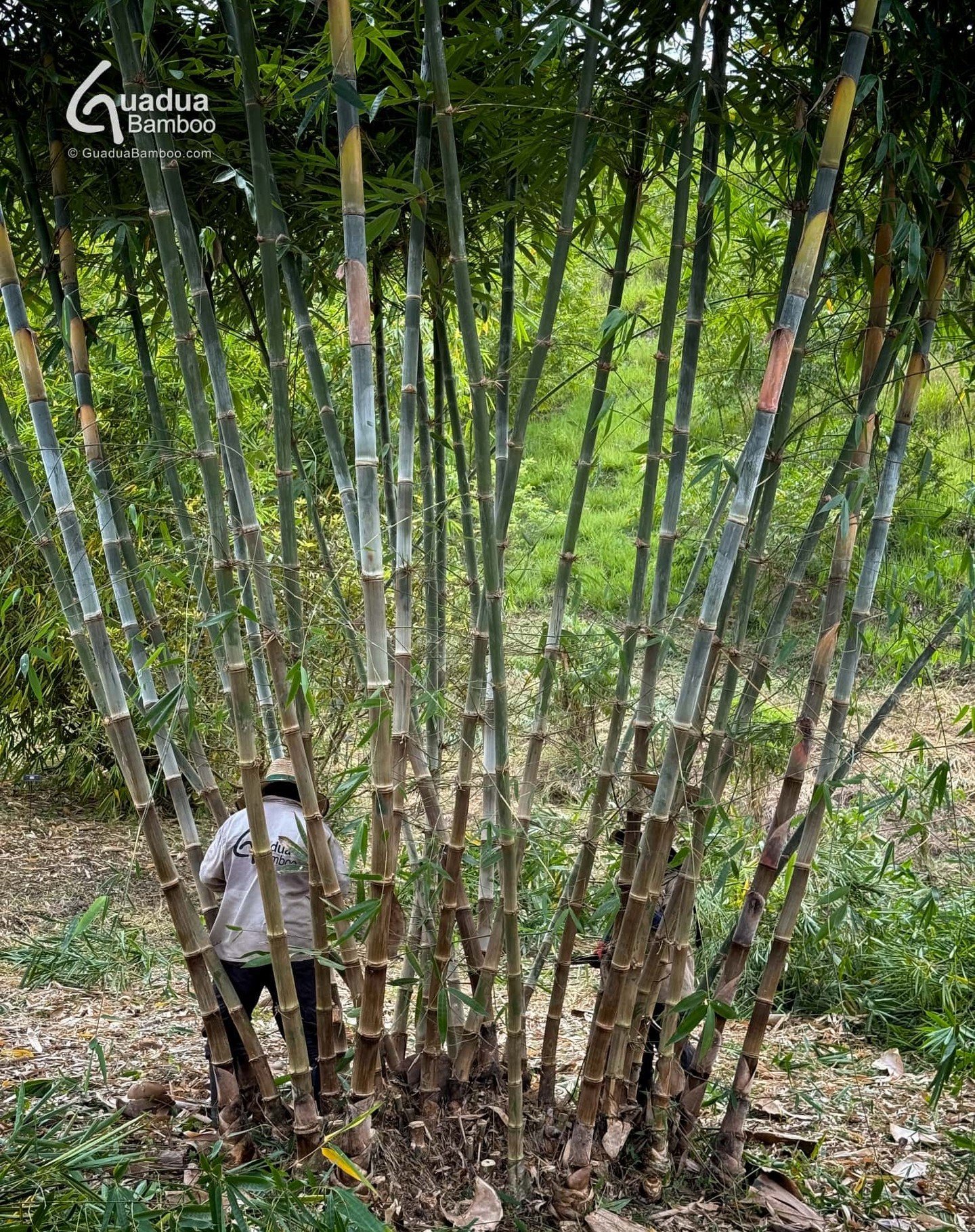 🌿✨ Hoy realizamos limpieza y poda del Dendrocalamus peculiaris en nuestro Parque de Bamb&uacute; en Bajo Sabaletas, Valle del Cauca. (Este bamb&uacute; fue sembrado hace 3,5 a&ntilde;os).
Dendrocalamus peculiaris es un bamb&uacute; tropical grande y
