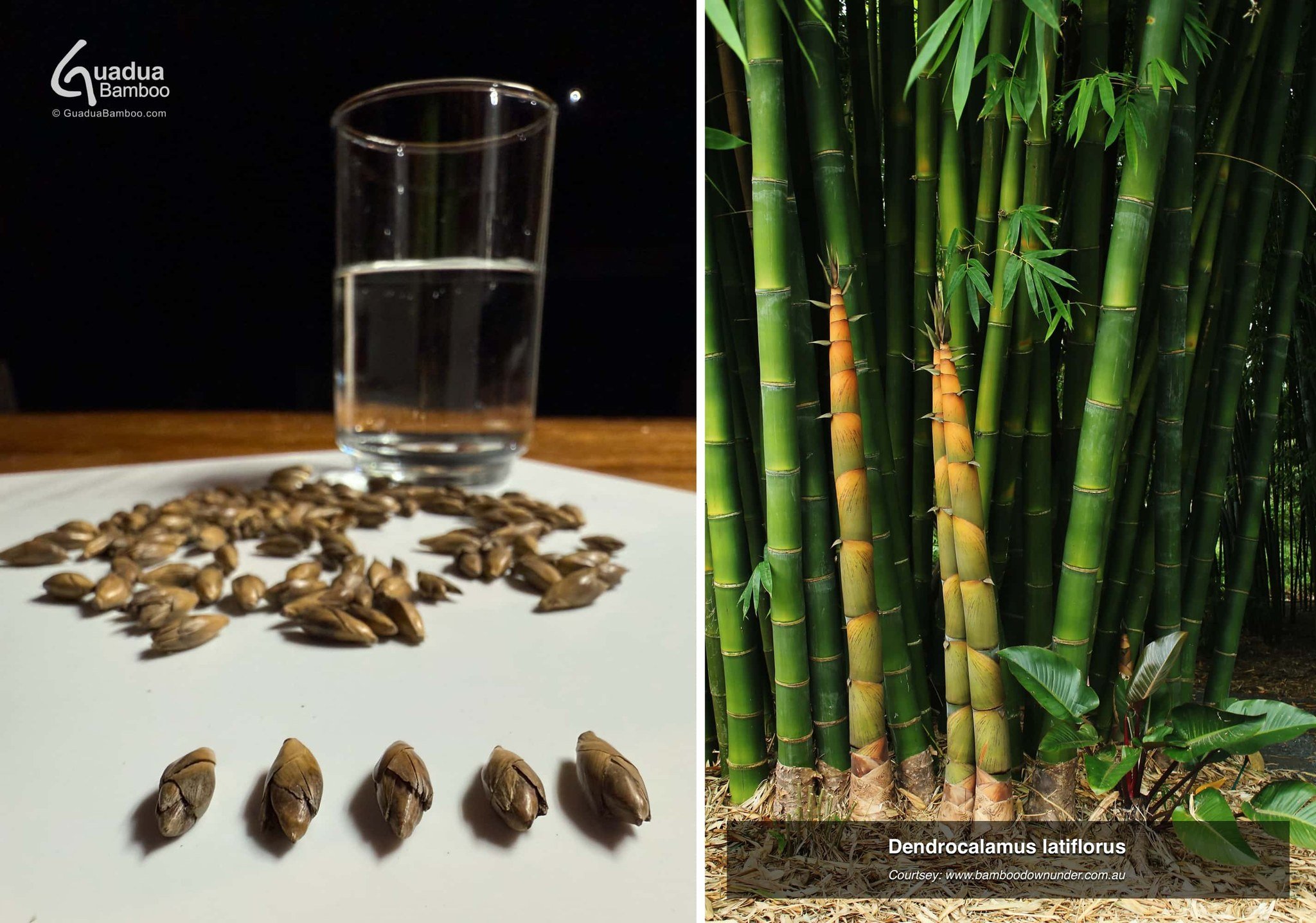 🌿 We&rsquo;re very excited to welcome fresh Dendrocalamus latiflorus seeds for our bamboo collection in Colombia! 🇨🇴🎋

Also known as Taiwan giant bamboo, this impressive species is known for its thick, edible shoots and towering culms that can re