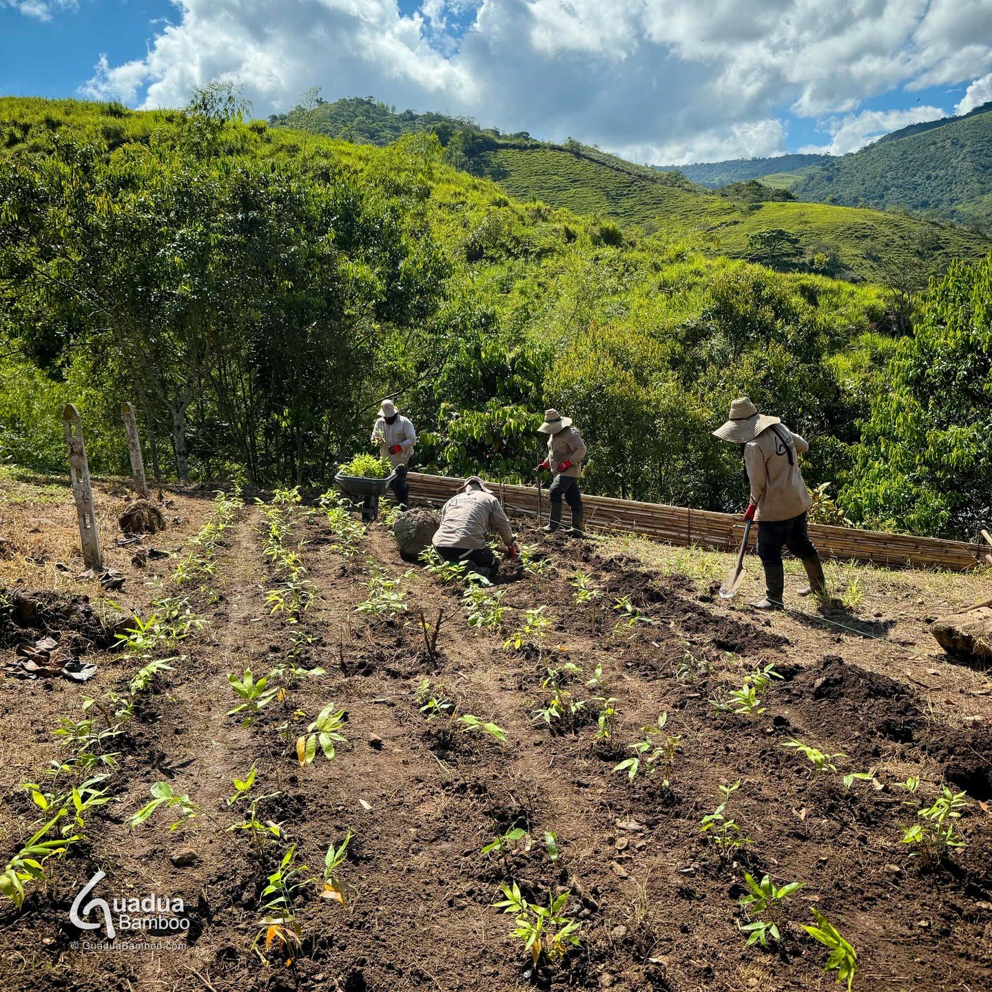 🌿 Preparaci&oacute;n de bancos de propagaci&oacute;n para la reproducci&oacute;n de miles de nuevas plantas de Guadua angustifolia.
