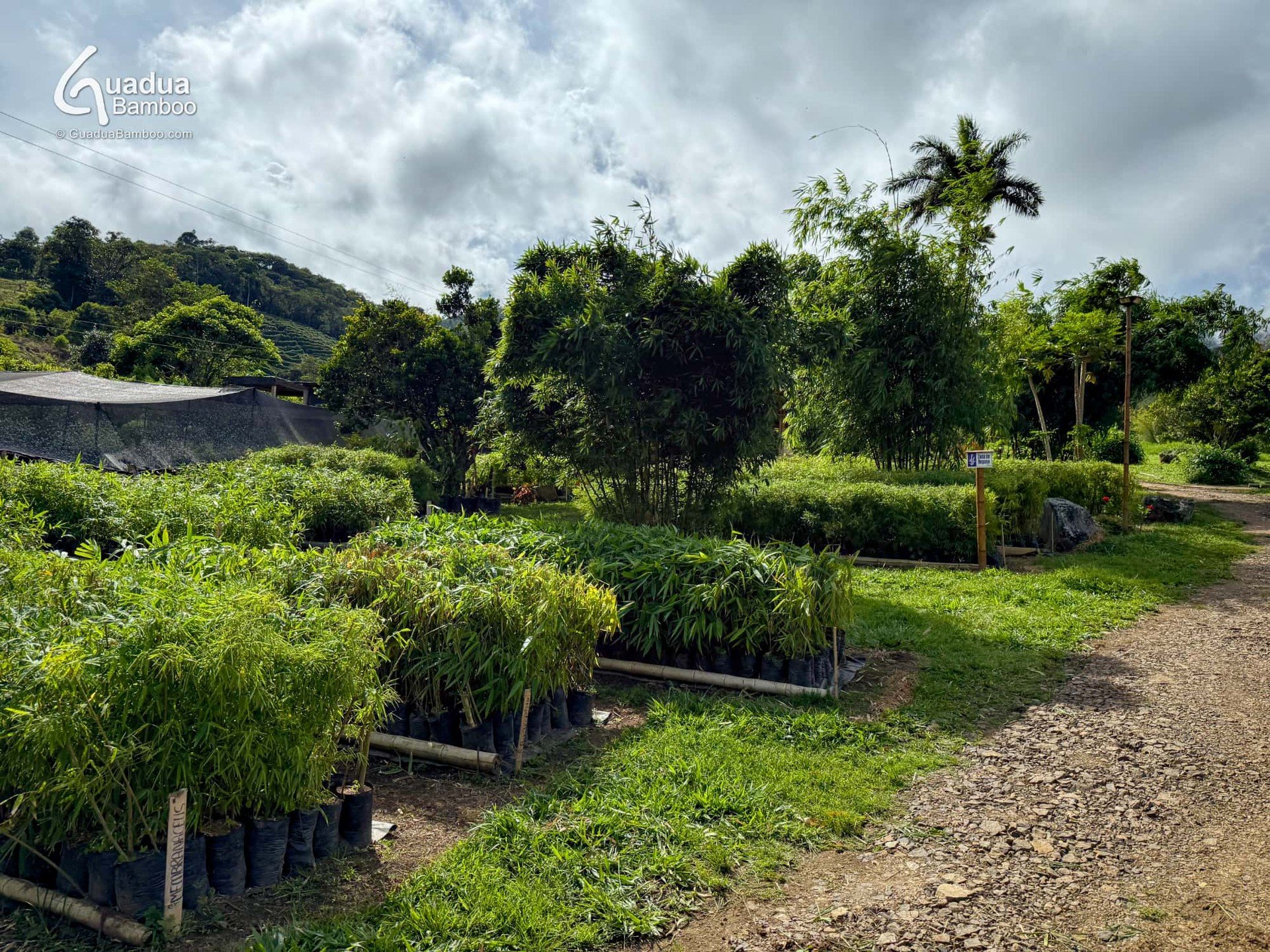 🌿 &iquest;Sab&iacute;as que el &uacute;nico vivero comercial especializado en bamb&uacute;s tropicales en Colombia est&aacute; ubicado en Bajo Sabaletas, Valle del Cauca? 🌱
Con m&aacute;s de 60 especies de bamb&uacute;, ofrecemos desde piezas ornam