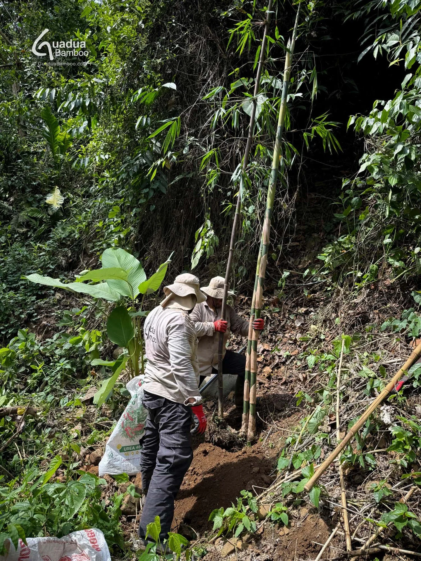 🌿 Hoy sembramos dos espectaculares especies de bamb&uacute; negro: Bambusa lako y Gigantochloa atroviolacea. 🌱🖤 Estas majestuosas plantas se convertir&aacute;n en verdaderos llamativos visuales a lo largo de nuestro sendero ecol&oacute;gico &mdash