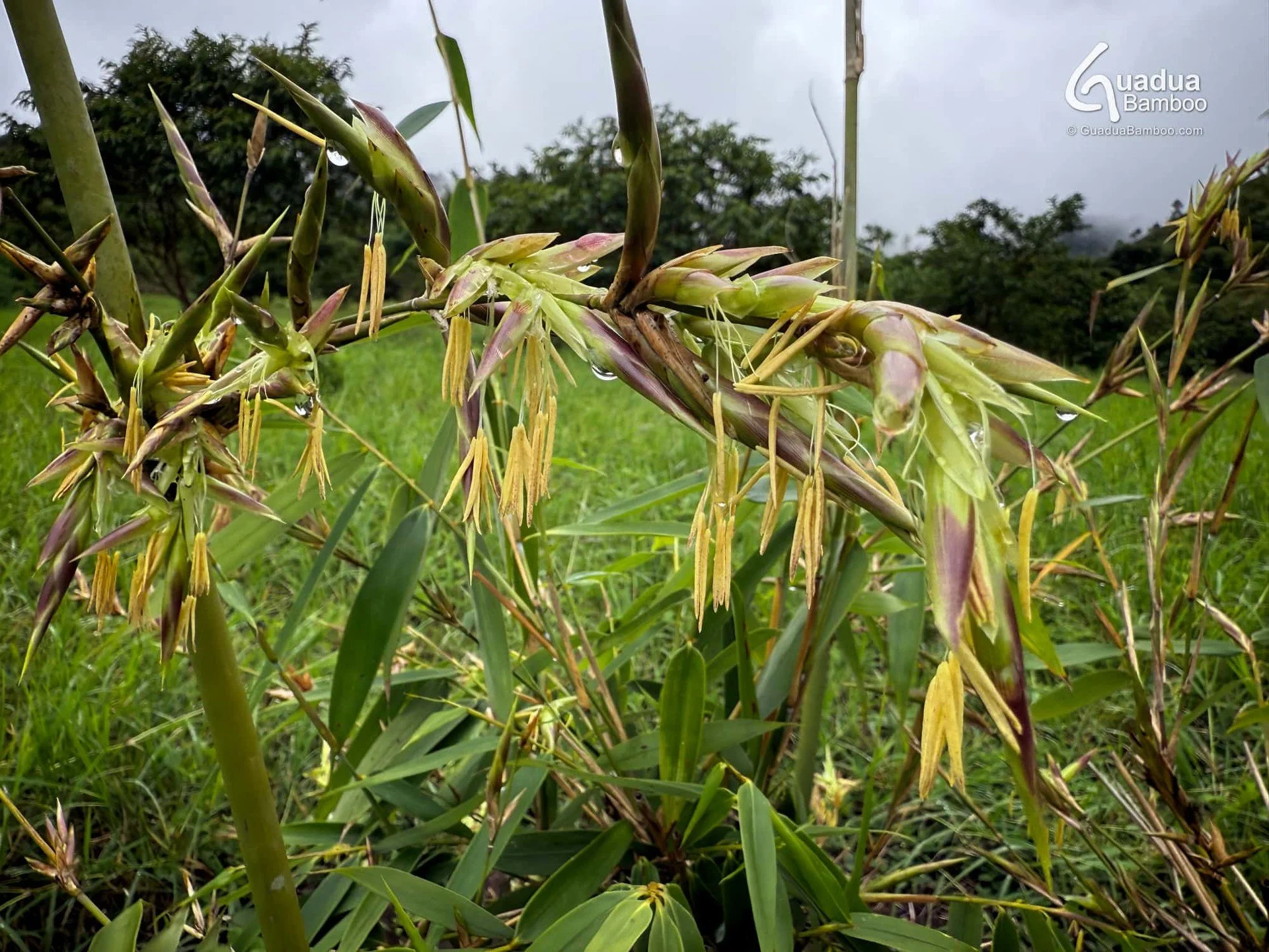 Bambusa longispiculata is flowering in Colombia! 

Bambusa longispiculata (mahal bamboo) is a clumping bamboo species native to Bangladesh and Myanmar that flowers sporadically every 20-25 years. While most bamboos flower only once and then die, Bamb
