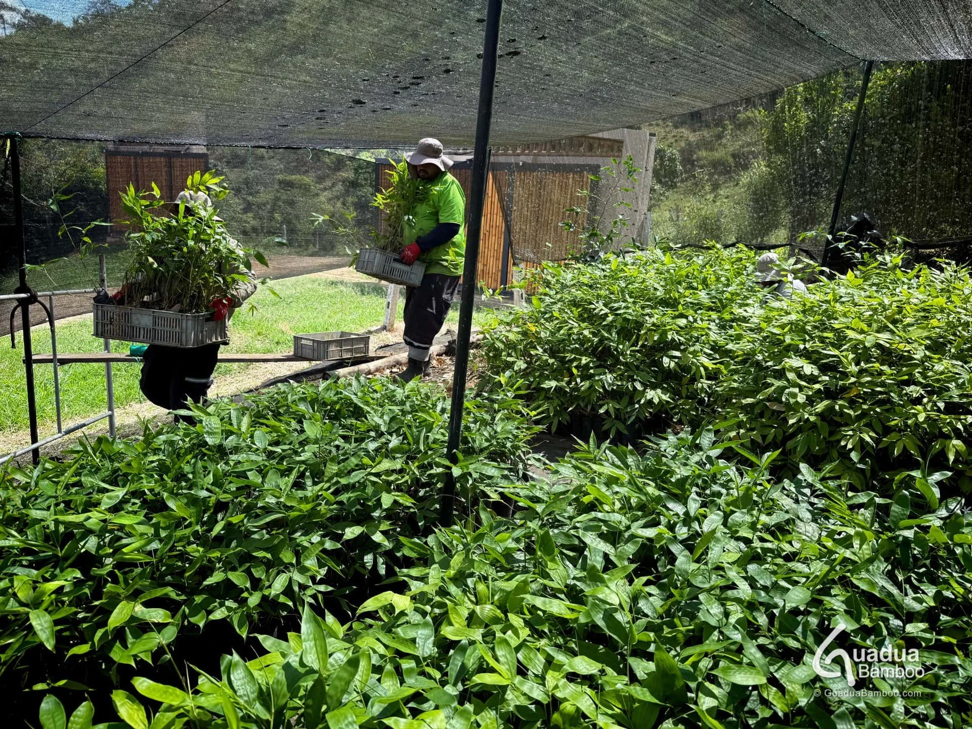 🌱 1.050 pl&aacute;ntulas de Guadua angustifolia van en camino desde nuestro vivero hacia Jamund&iacute;, Valle del Cauca. Estos bamb&uacute;es ayudar&aacute;n a restaurar el suelo, controlar la erosi&oacute;n y brindar la sombra tan necesaria para e
