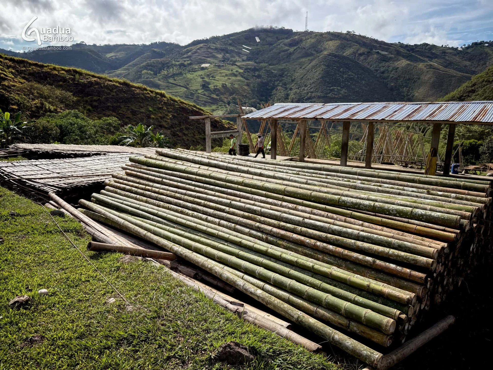 🌿 Todo comienza en el Guadual 🌿
El camino hacia estructuras de bamb&uacute; fuertes y hermosas empieza aqu&iacute; &mdash; con la cuidadosa selecci&oacute;n de material de la m&aacute;s alta calidad. La consistencia en la calidad significa consiste
