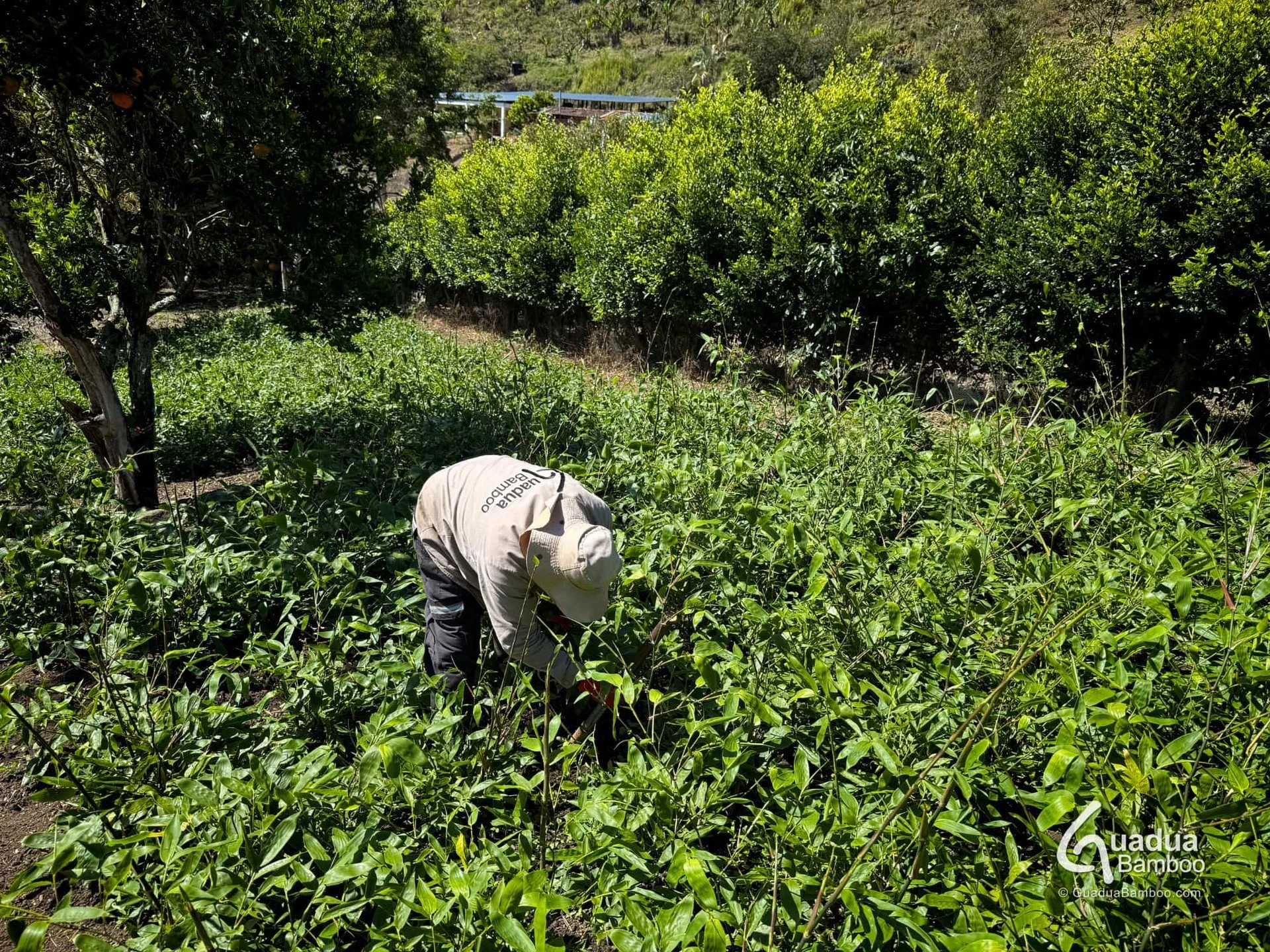 Production and propagation of Guadua angustifolia plants at Hacienda Guadua Bamboo in Colombia.
