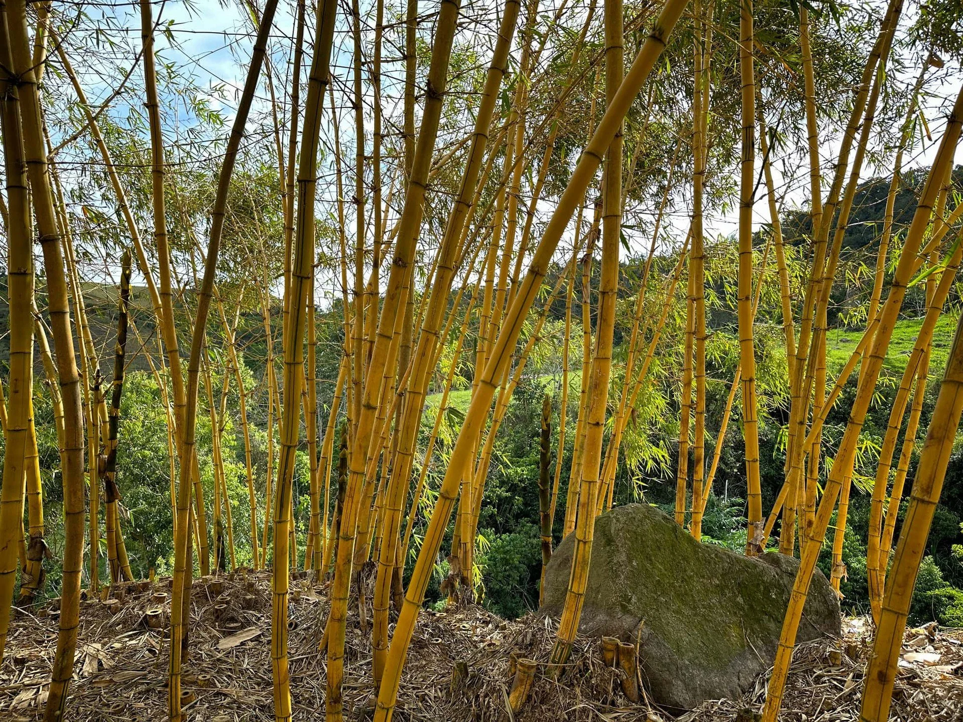 🌿✨ &iexcl;Embellece tu jard&iacute;n con el bamb&uacute; amarillo Bambusa vulgaris var. vittata! ✨🌿

En nuestro vivero en Bajo Sabaletas, Valle del Cauca, tenemos disponibles hermosas plantas de bamb&uacute; ornamental con sus caracter&iacute;stico