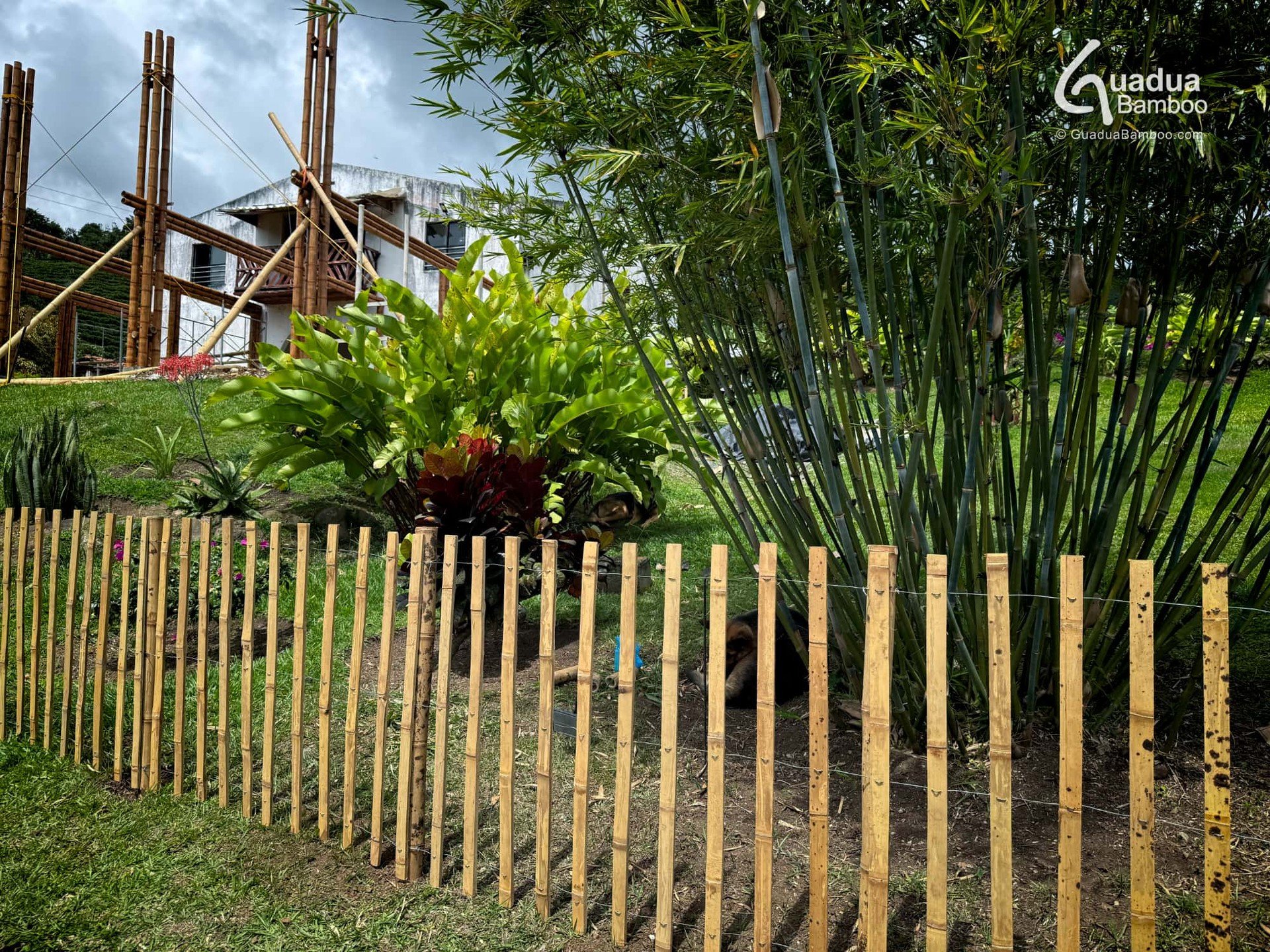 🌿✨ Nuevo producto disponible: Rollo de Valla Empalizada con Latas de Guadua ✨🌿
Ideal para quienes buscan un toque natural, elegante y sostenible en sus espacios.
Este rollo de empalizada est&aacute; hecho con latas de guadua seleccionadas e inmuniz