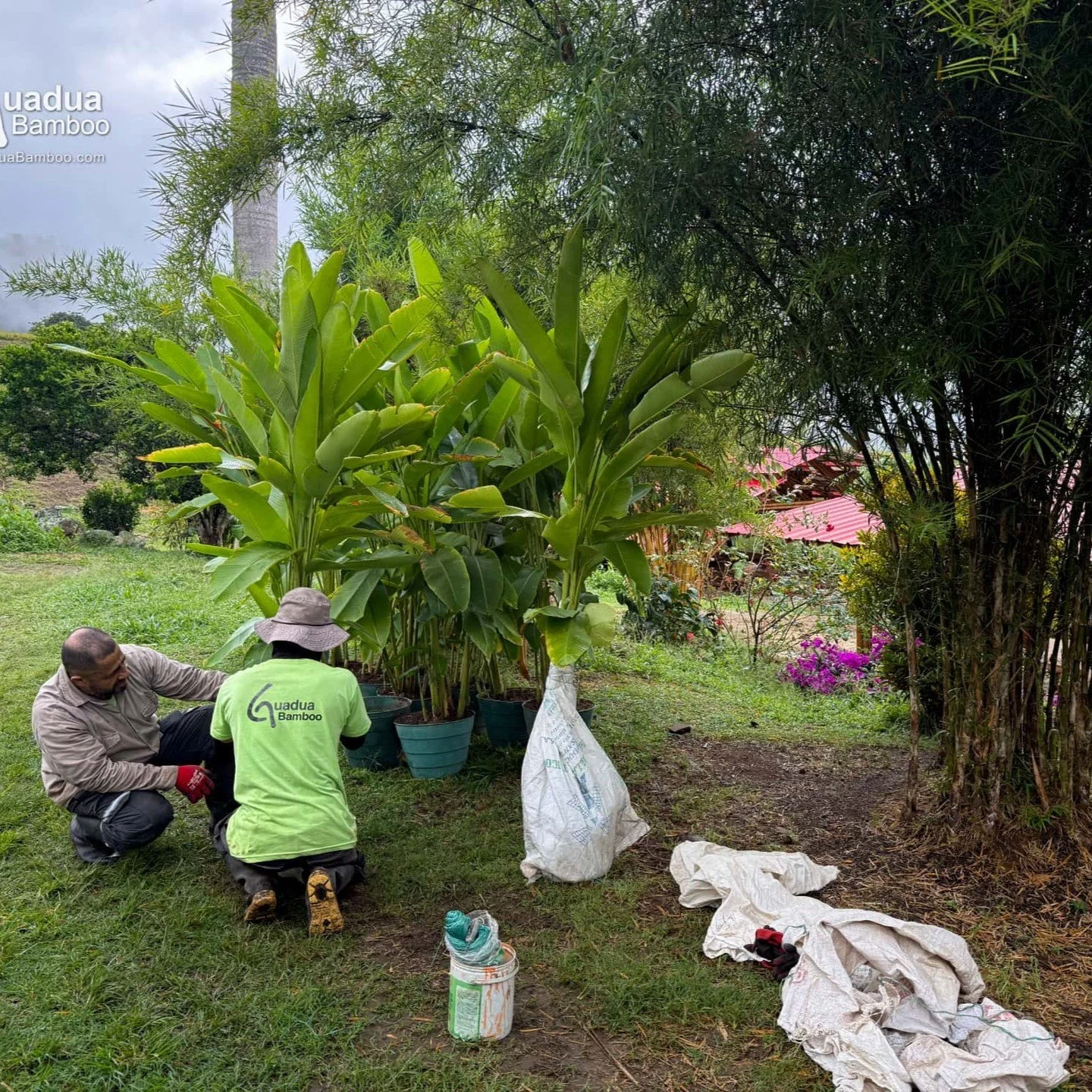 En Guadua Bamboo SAS somos apasionados por las plantas &mdash; no solo por nuestras m&aacute;s de 60 especies de bamb&uacute;, sino tambi&eacute;n por nuestra creciente colecci&oacute;n de Heliconias y Jengibres. 🌿
Hoy preparamos 12 imponentes plant