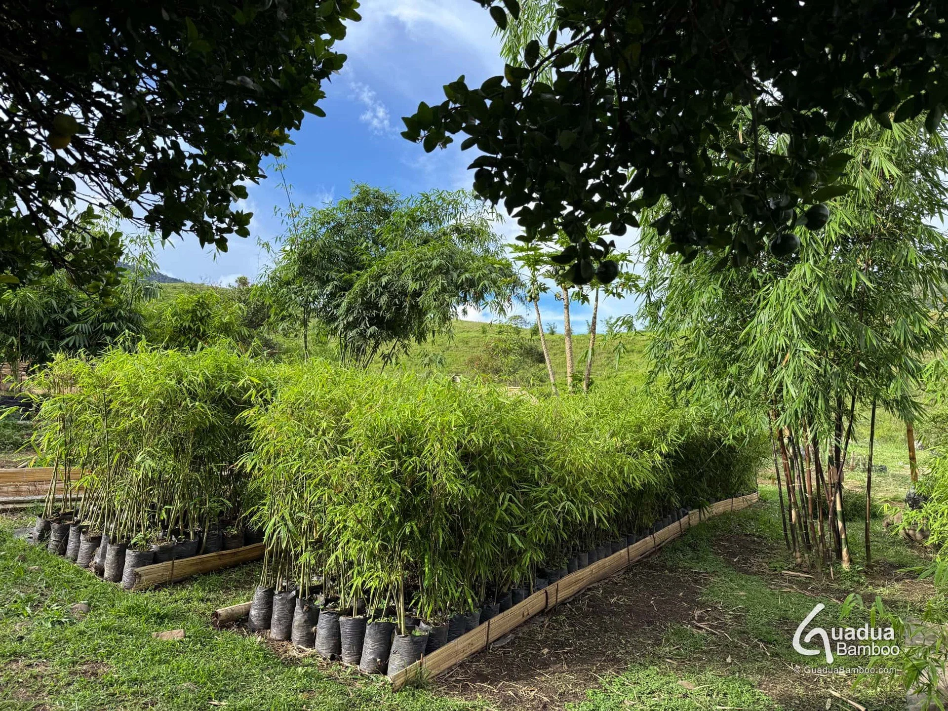 🌿 Descubre nuestra colecci&oacute;n de bamb&uacute; para setos 🌿
Ahora con 2 nuevas adiciones que te van a encantar:
✨ Bambusa multiplex &lsquo;Rosa&rsquo;
✨ Chimonobambusa marmorea

Perfectos para crear cercas vivas densas, elegantes y de r&aacute