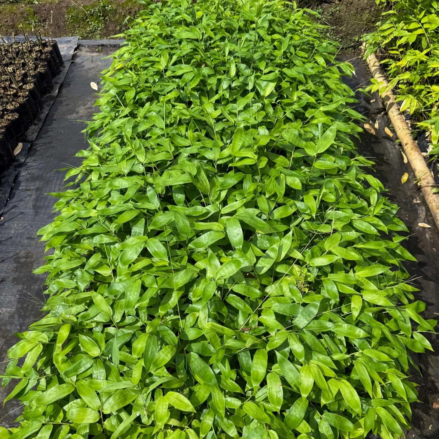 🌿 Guadua angustifolia disponible!
Plantas fuertes y sanas directamente desde nuestro vivero en el Valle del Cauca. Enviamos a toda Colombia.
👉 Compra tus plantas aqu&iacute;:
https://shop.guaduabamboo.co/product/guadua-angustifolia/