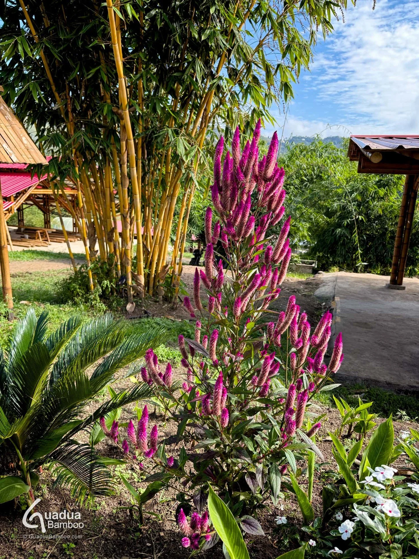 ✨ Schizostachyum brachycladum (Bamb&uacute; Sagrado de Bali) + Celosia spicata (Plumas de Flamenco): un contraste que enamora ✨
Vis&iacute;tanos en Bajo Sabaletas, Valle del Cauca, d&eacute;jate inspirar por la magia del tr&oacute;pico y recibe aseso