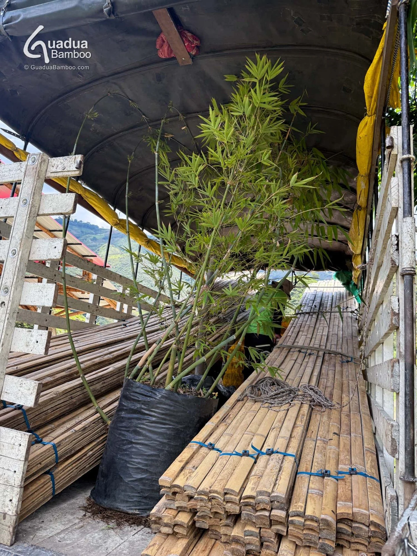 💪🌱Cargando 600 Latas de Guadua inmunizadas de 6 metros y grandes plantas de Bamb&uacute; Azul (Bambusa chungii) y Bamb&uacute; Negro (Gigantochloa atroviolacea), rumbo a clientes en el &aacute;rea de Cali.
Producci&oacute;n, selecci&oacute;n y desp