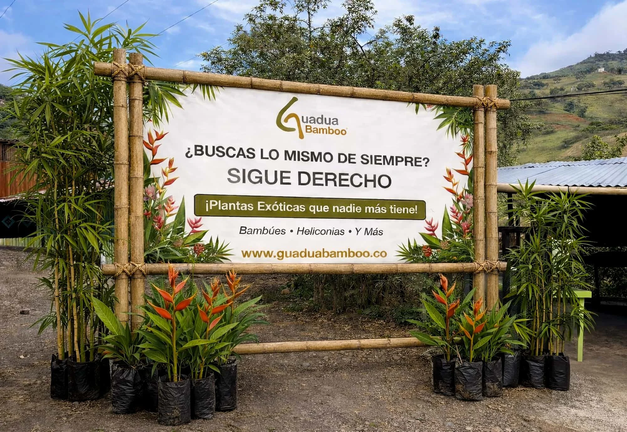 🌿 &iexcl;Nuevo punto de exhibici&oacute;n Guadua Bamboo! 🌿

Si transitas la v&iacute;a Buga &ndash; Buenaventura, haz una parada en Zabaletas (entre Restrepo y Lobo Guerrero).

🌱 Ahora puedes comprar nuestros bamb&uacute;es, heliconias y plantas e