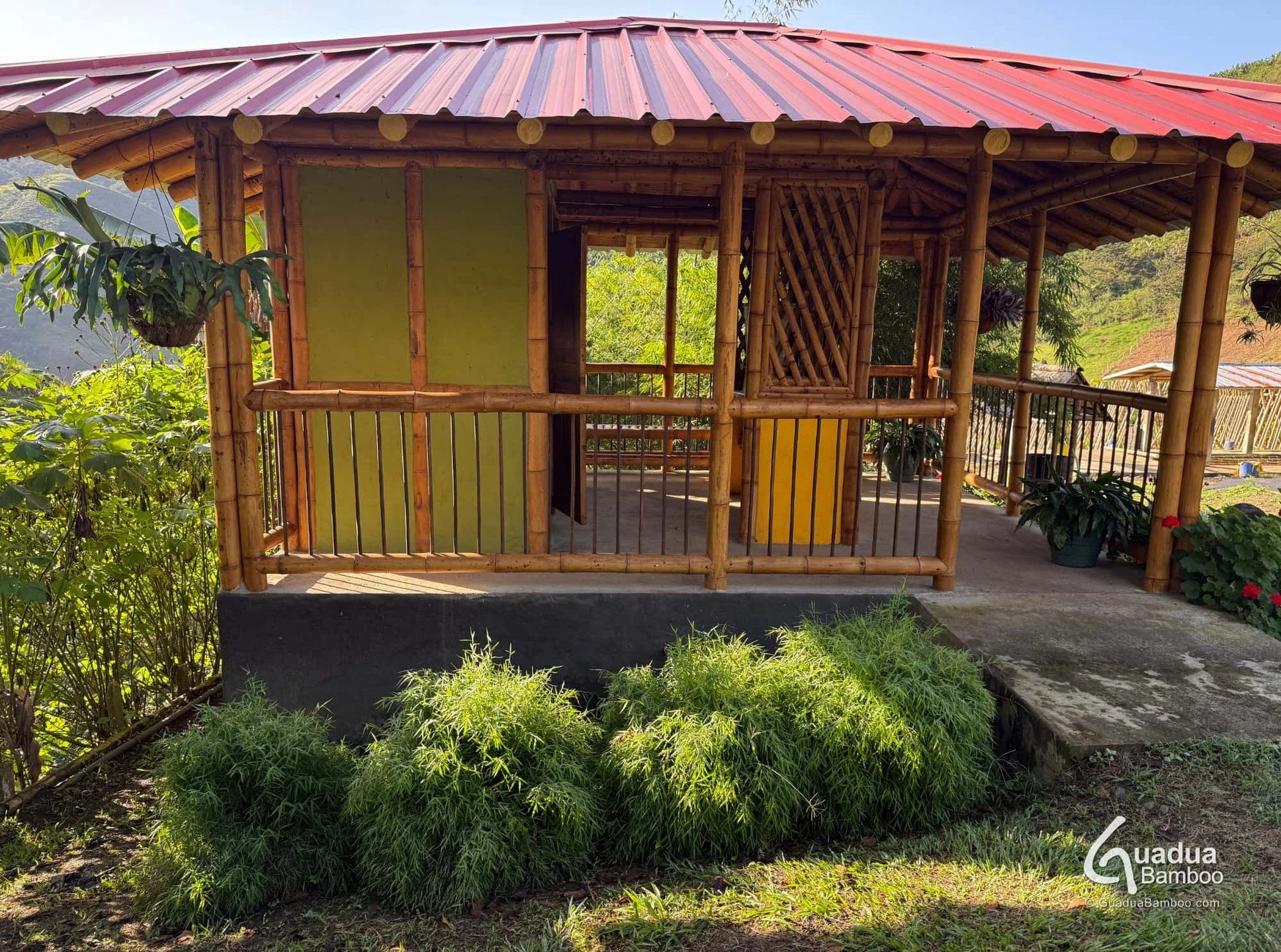 🌱 Pogonatherum paniceum (conocido popularmente como &ldquo;bamb&uacute; miniatura&rdquo; o &ldquo;beb&eacute; bamb&uacute;&rdquo;)
Aunque se le llama bamb&uacute;, no es un bamb&uacute; verdadero, sino una gram&iacute;nea ornamental con una aparienc