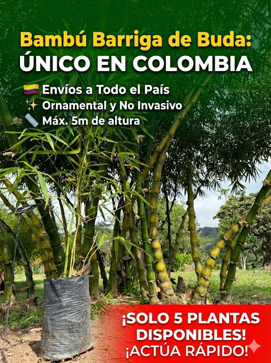 🚨 &iexcl;ATENCI&Oacute;N COLECCIONISTAS! &Uacute;nico en Colombia 🇨🇴
Descubre el Bamb&uacute; Barriga de Buda, la planta que todos quieren tener. A diferencia de otros bamb&uacute;es, este es 100% ornamental y NO invasivo. 📏 Alcanza una altura pe