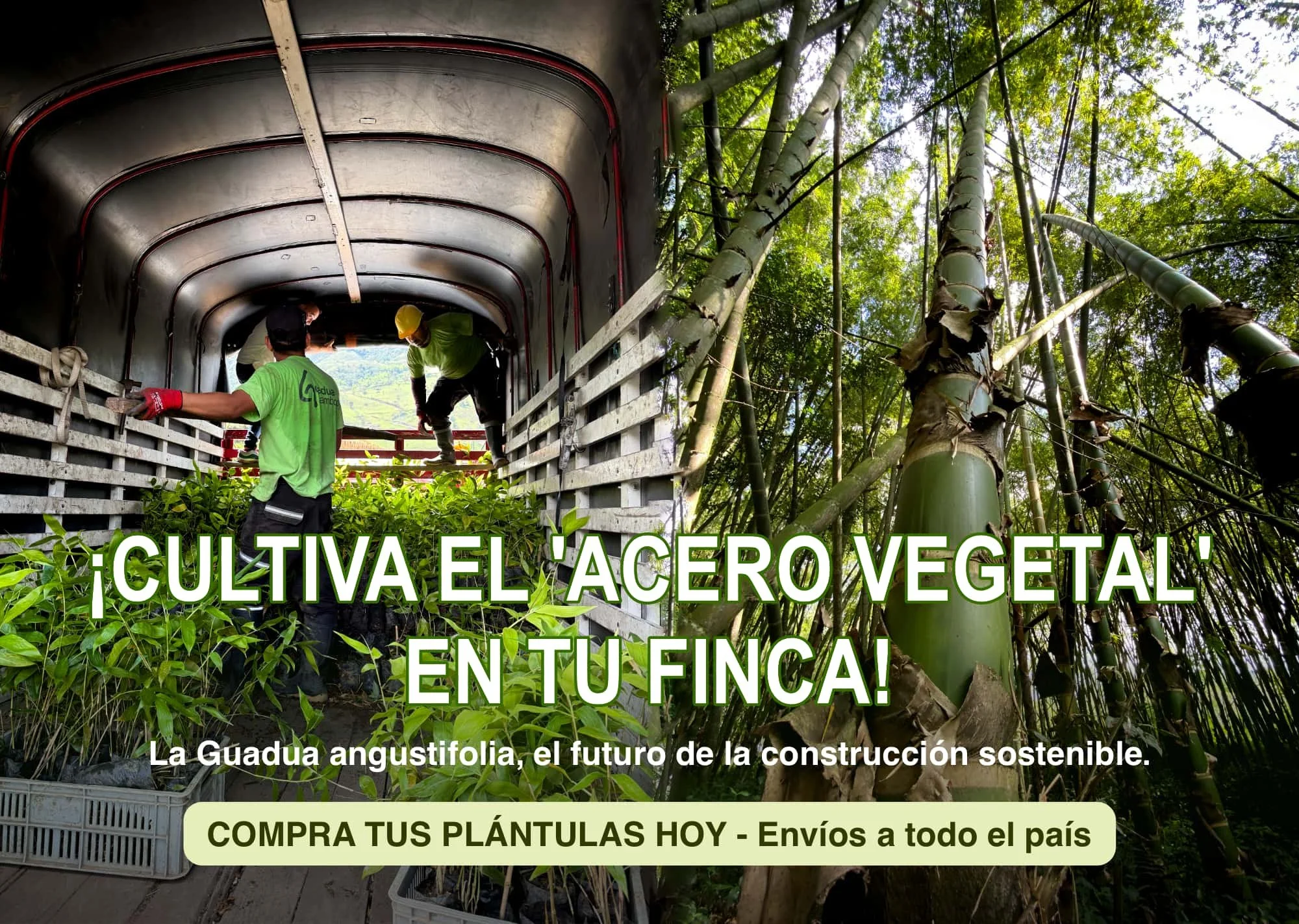 🌱 Cultiva el acero vegetal en tu finca 🌱

La Guadua angustifolia es resistencia, sostenibilidad y futuro.

✔ Crece r&aacute;pido
✔ Captura carbono
✔ Produce material estructural de alto valor
✔ Ideal para construcci&oacute;n, cercas, arquitectura y