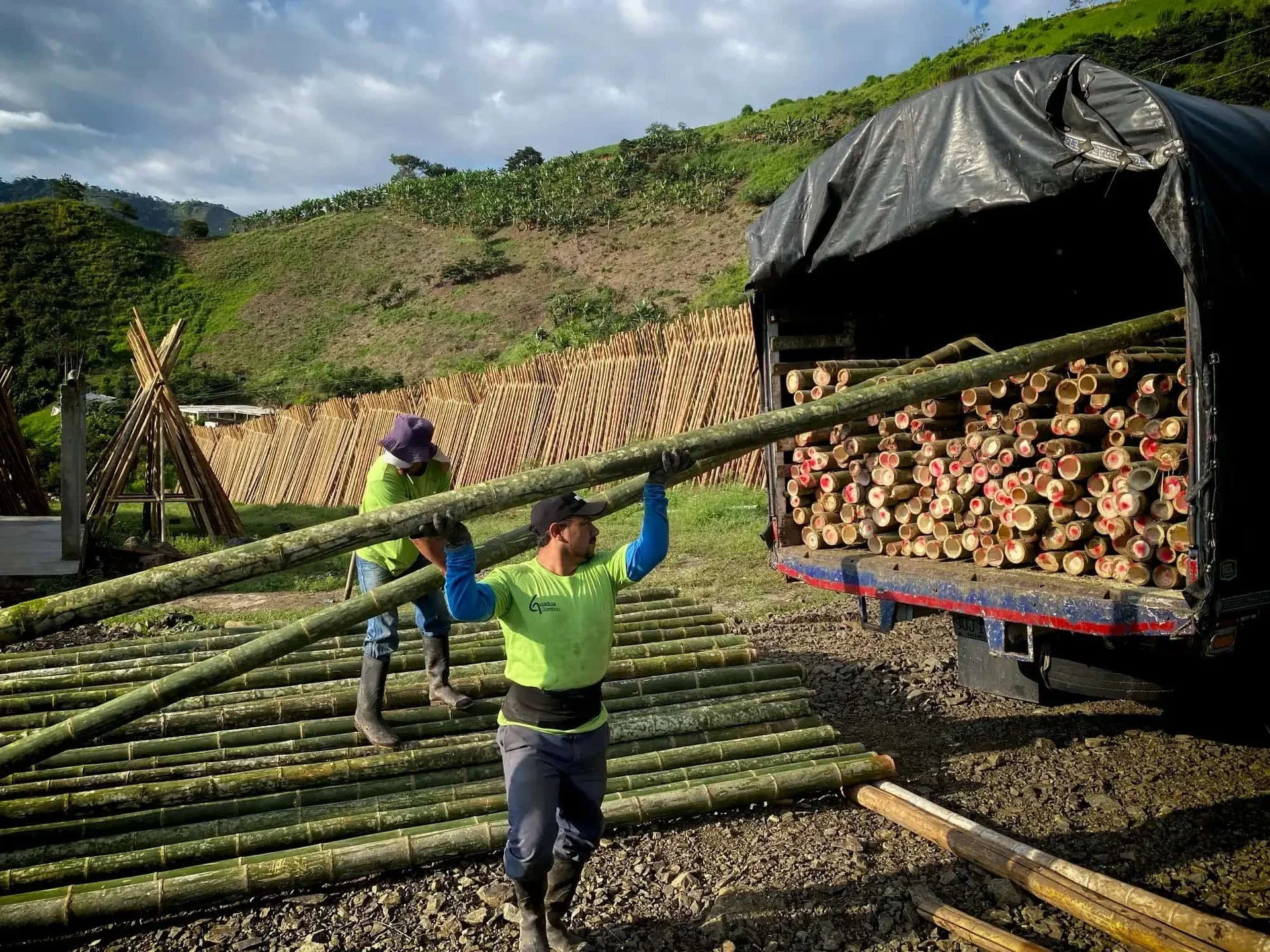 🌱🚛 Ahora tambi&eacute;n ofrecemos Guadua Verde y Cruda al por Mayor en Colombia.
Ampliamos nuestro portafolio: adem&aacute;s de guadua inmunizada, ahora suministramos guadua cruda / verde, ideal para:
✅ Cercas y posteadura agr&iacute;cola
✅ Trincho