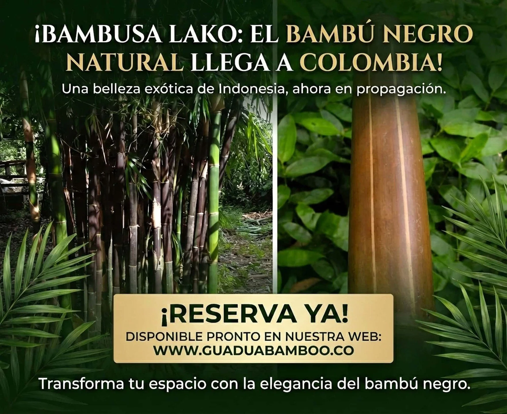 &iexcl;El bamb&uacute; negro llega a tus jardines! 🖤🌿
Estamos emocionados de anunciar que la ex&oacute;tica Bambusa lako (Bamb&uacute; Negro de Timor) ya est&aacute; en fase de propagaci&oacute;n en nuestros viveros en el Valle del Cauca.
Esta espe