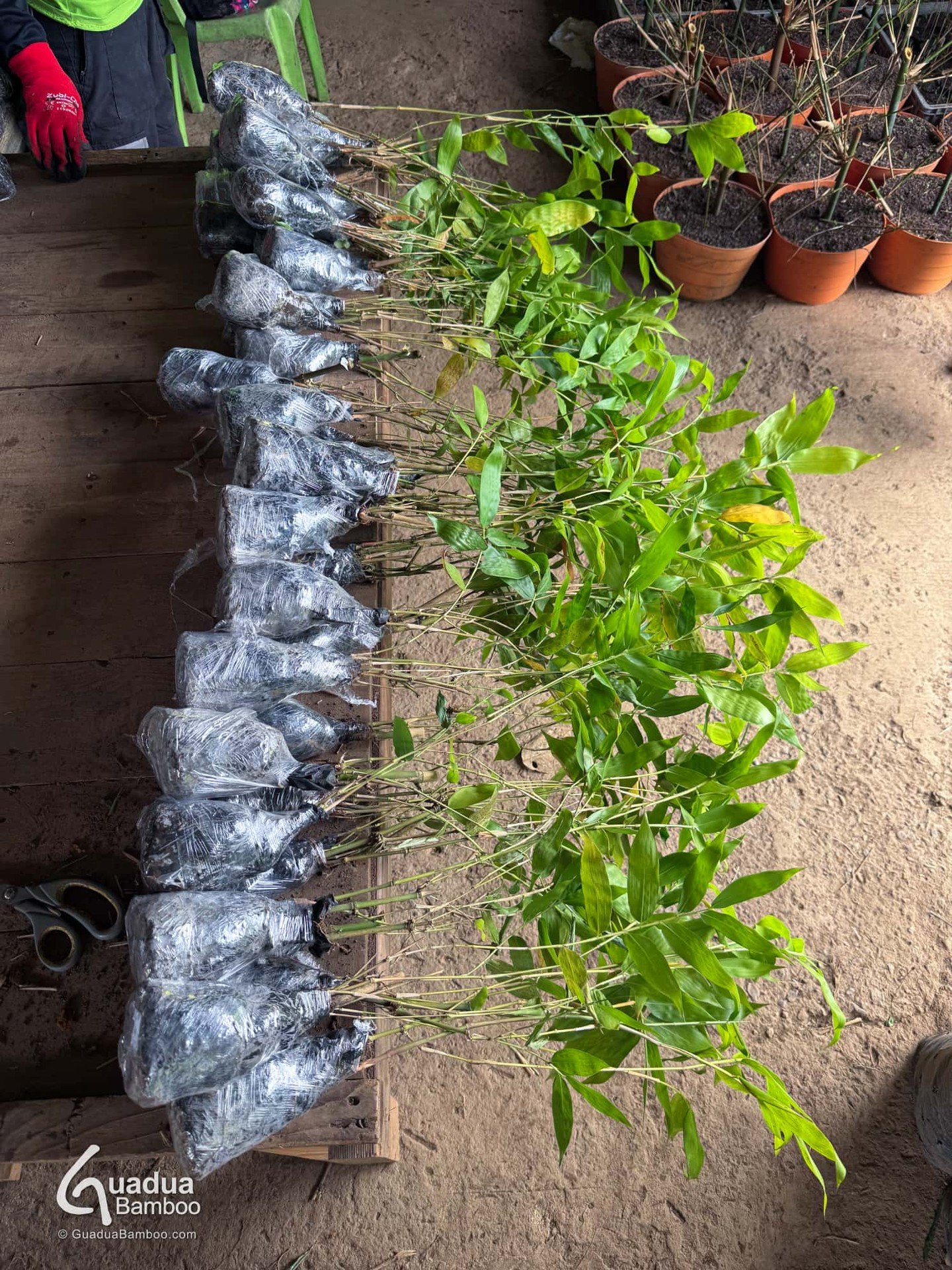 🌱🇨🇴 &iexcl;Seguimos llevando plantas de bamb&uacute; a cada rinc&oacute;n del pa&iacute;s! Hoy enviamos pl&aacute;ntulas de Guadua angustifolia desde nuestro vivero en Valle del Cauca hasta Pasto, Nari&ntilde;o. 🌿

Desde peque&ntilde;os pedidos h