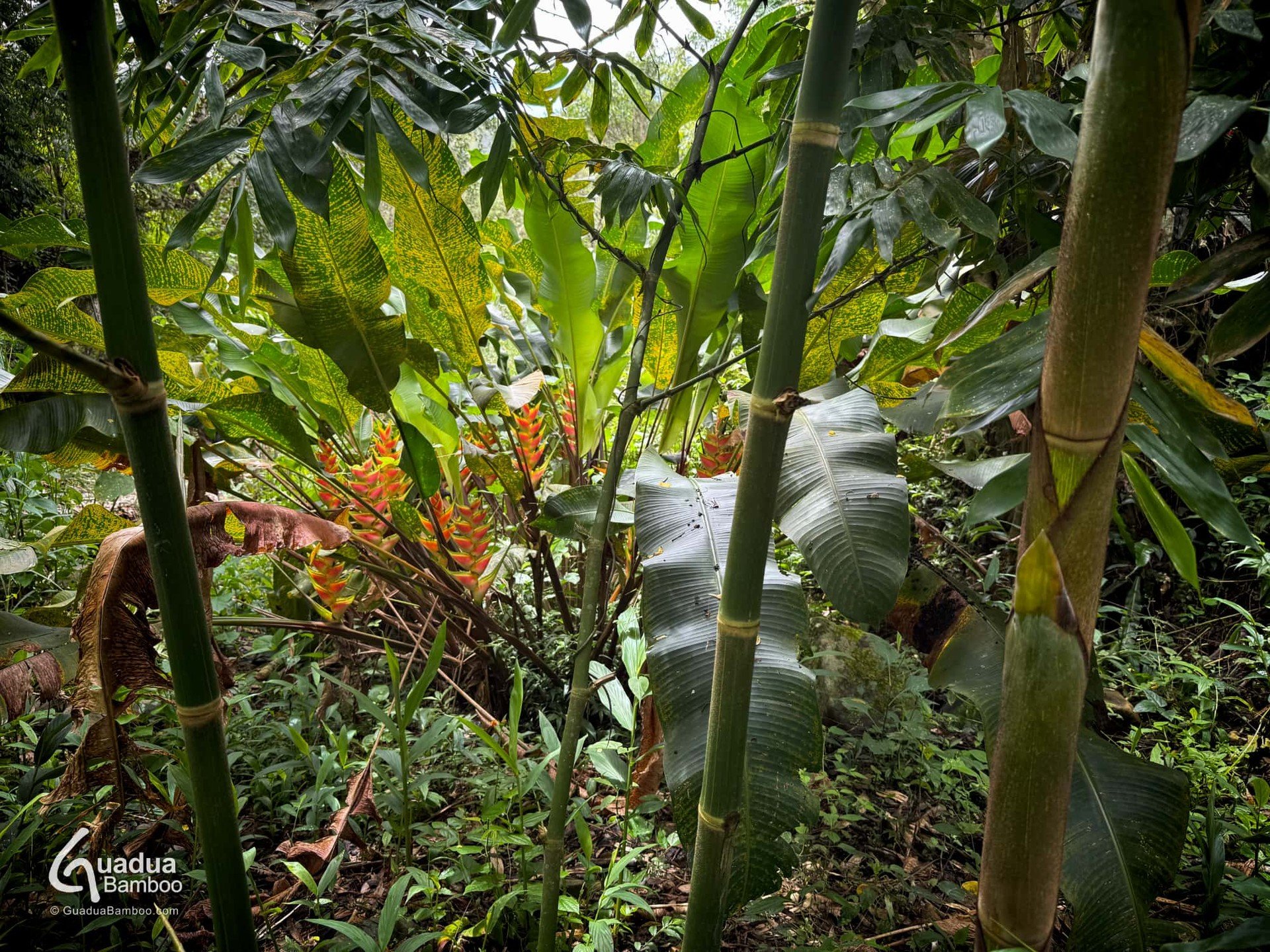 La Guadua angustifolia var. bicolor y la Heliconia wagneriana creciendo juntas en Hacienda Guadua Bamboo, Valle del Cauca 🌿✨