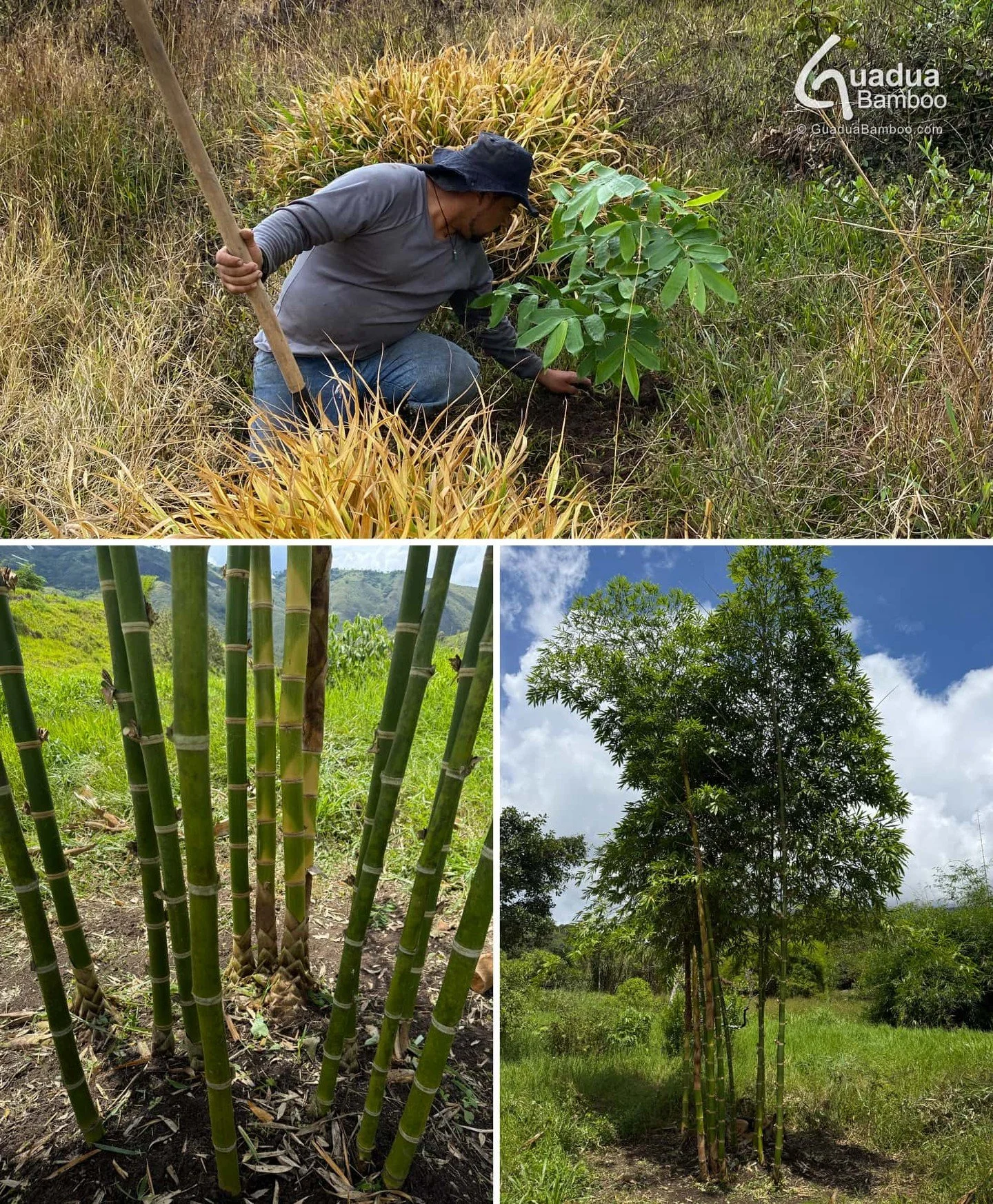 Guadua angustifolia en menos de 3 a&ntilde;os 🌿🚀
Menos de 3 a&ntilde;os desde la siembra&hellip; y ya con tallos de hasta 8 cm de di&aacute;metro.
As&iacute; de r&aacute;pido crece la Guadua angustifolia cuando tiene buen suelo y manejo t&eacute;cn