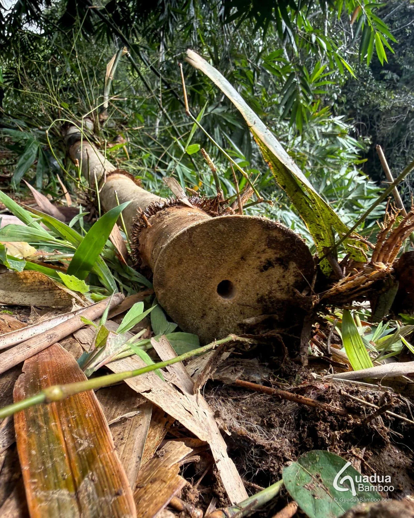 Mantenimiento de Dendrocalamus asper en Hacienda Guadua Bamboo, Valle del Cauca.