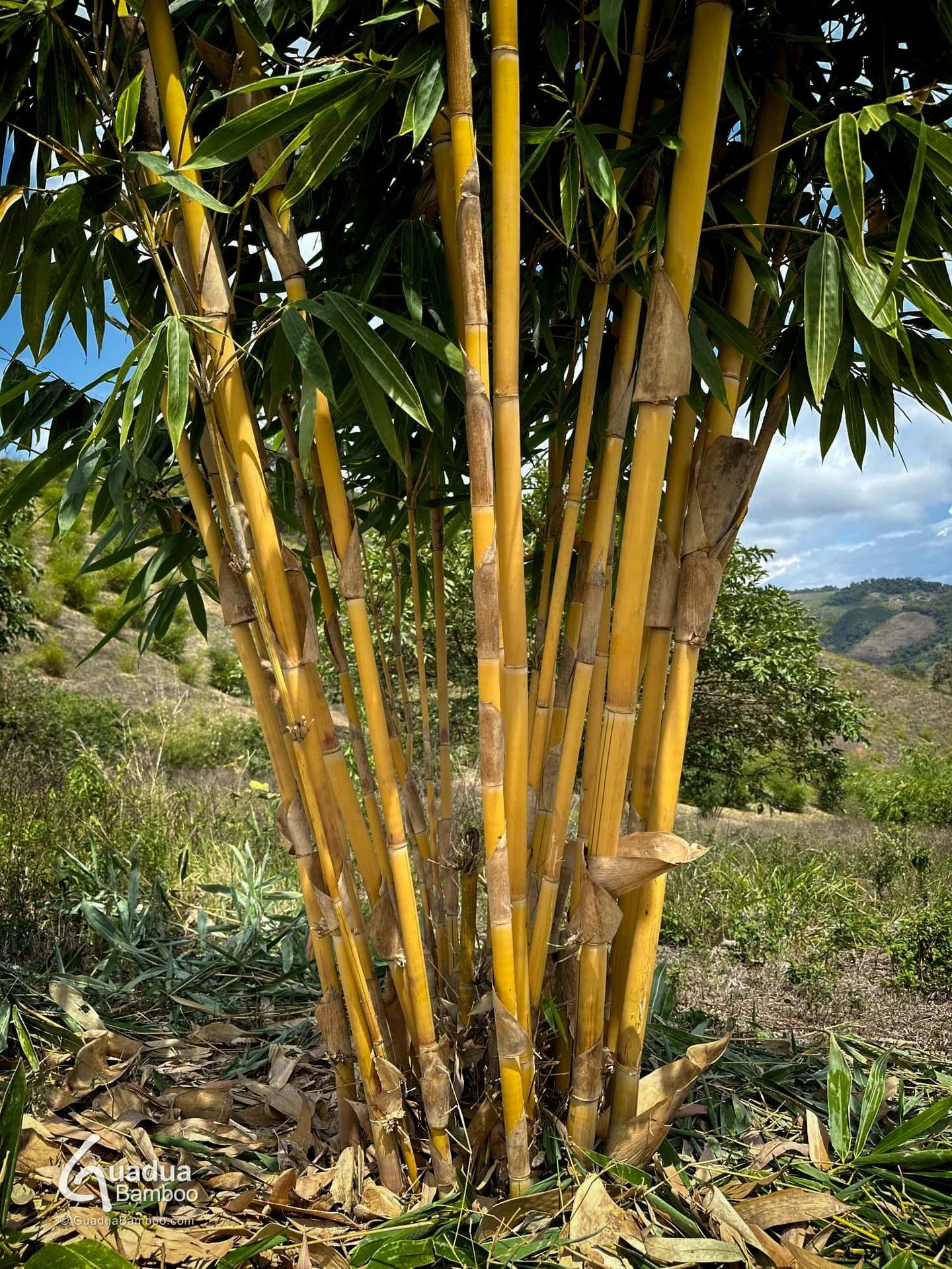&iexcl;El bamb&uacute; no es solo verde y aqu&iacute; te lo demostramos! 🌈🎋
&iquest;Sab&iacute;as que los bamb&uacute;es vienen en casi todos los colores del arco&iacute;ris? Tenemos amarillos, rojos, verdes, blancos, azules, rayados e incluso negr