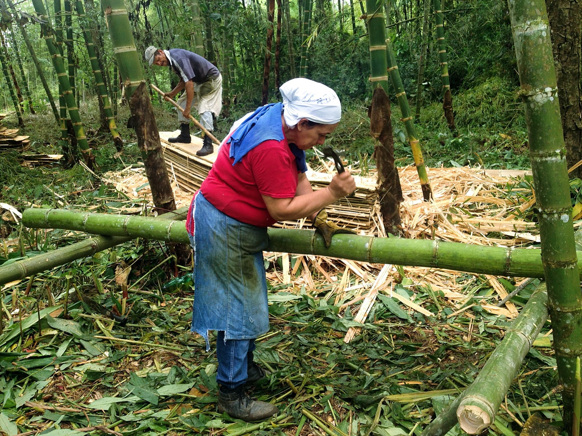 哥伦比亚收获竹子的妇女