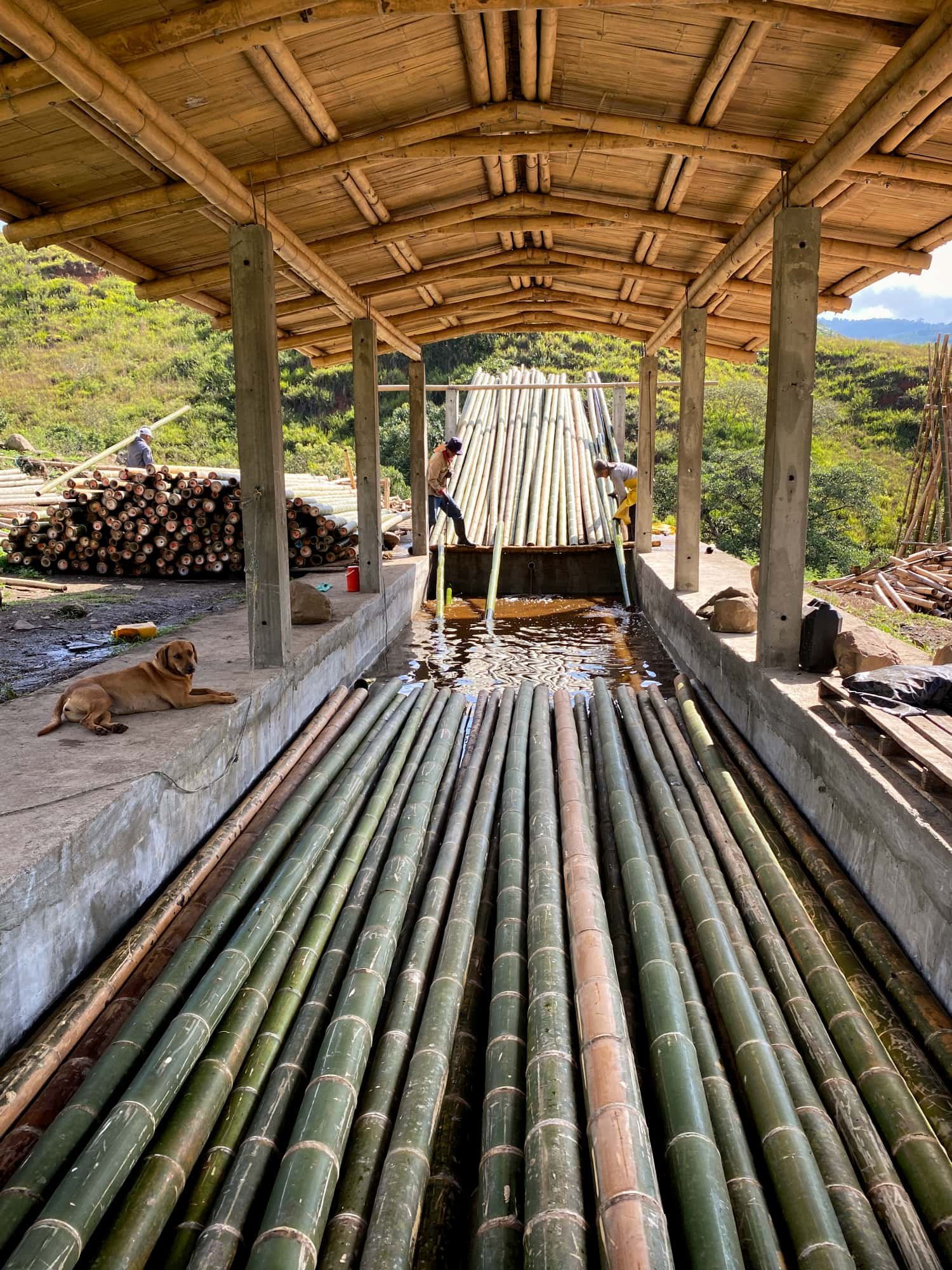 Bamboo Poles from Colombia - The Best Construction Bamboo