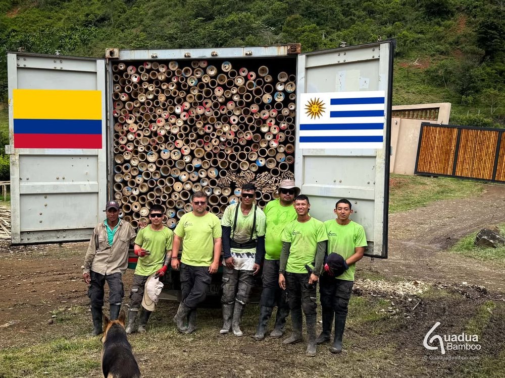 Guadua Bamboo loading team in Colombia