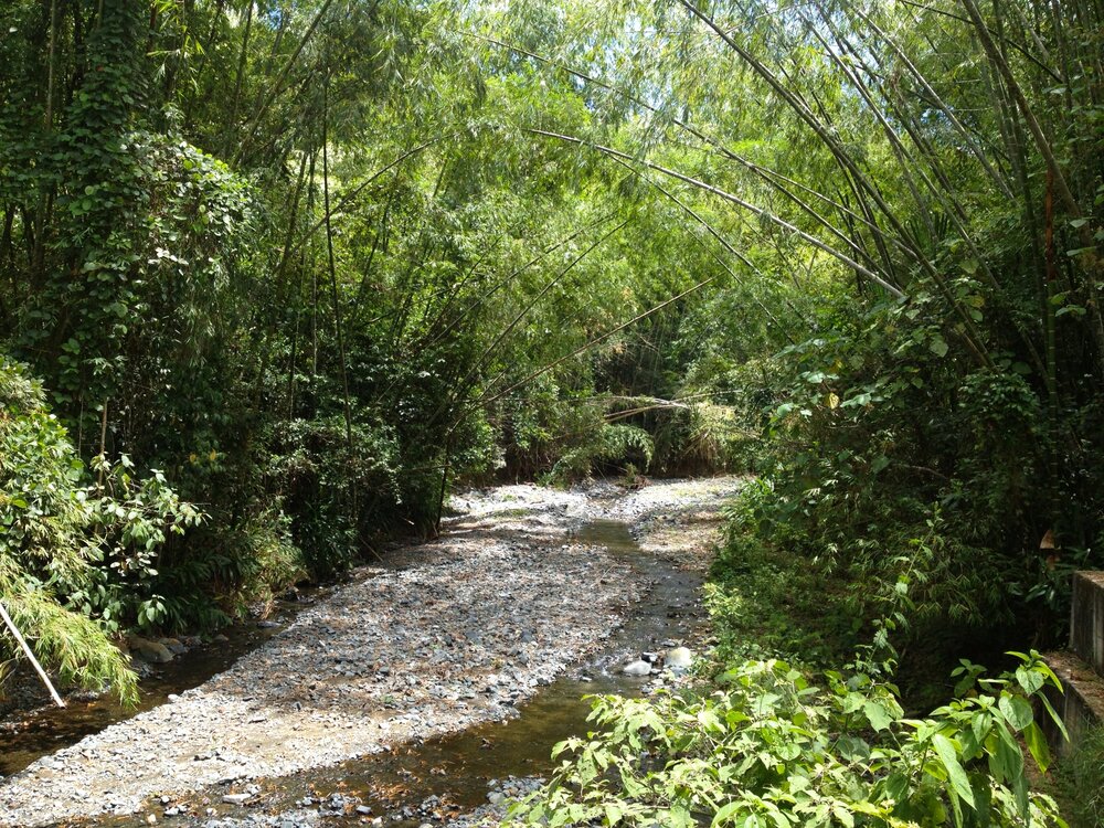 Creek in Guadua Bamboo Forest