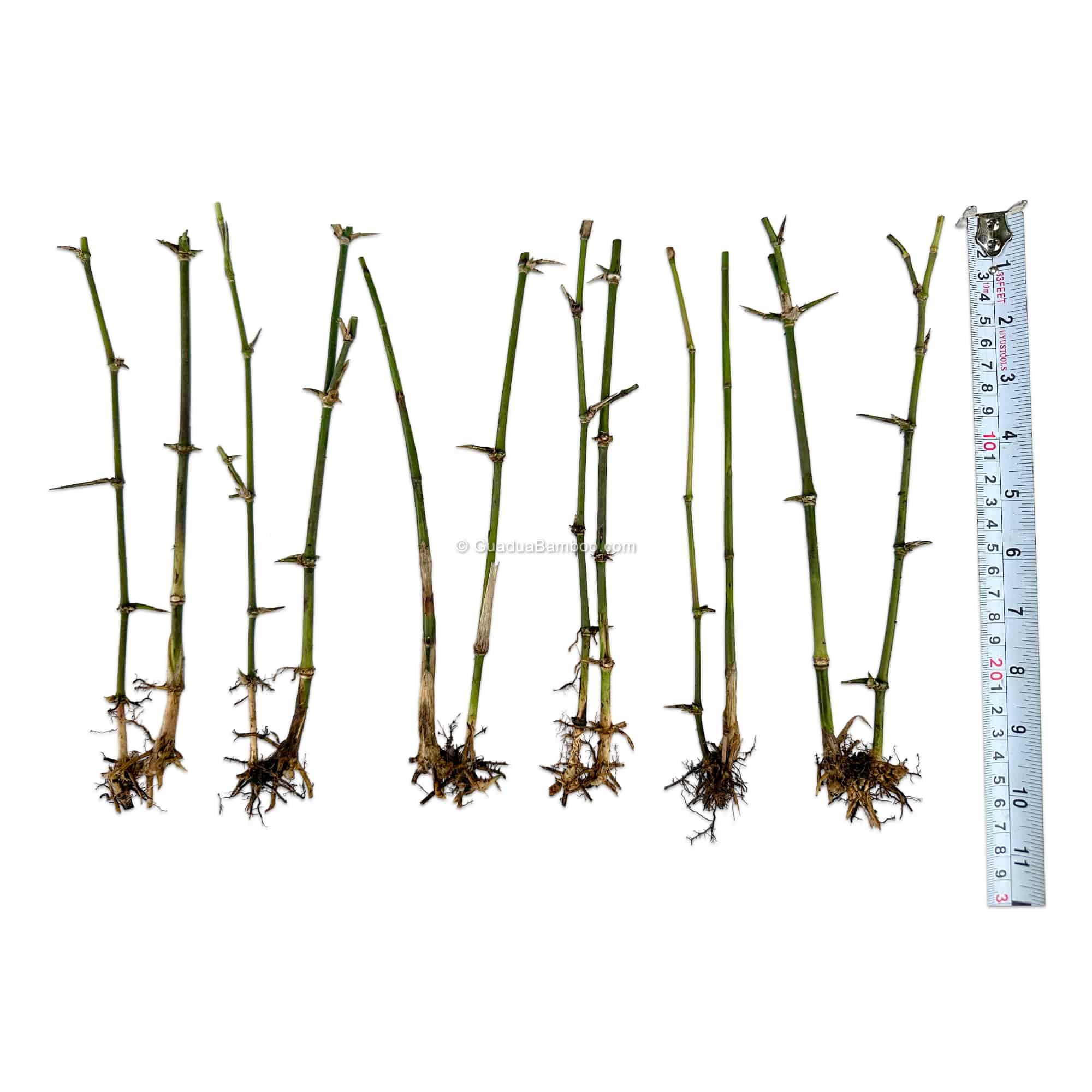 Guadua angustifolia Plants Bare Root