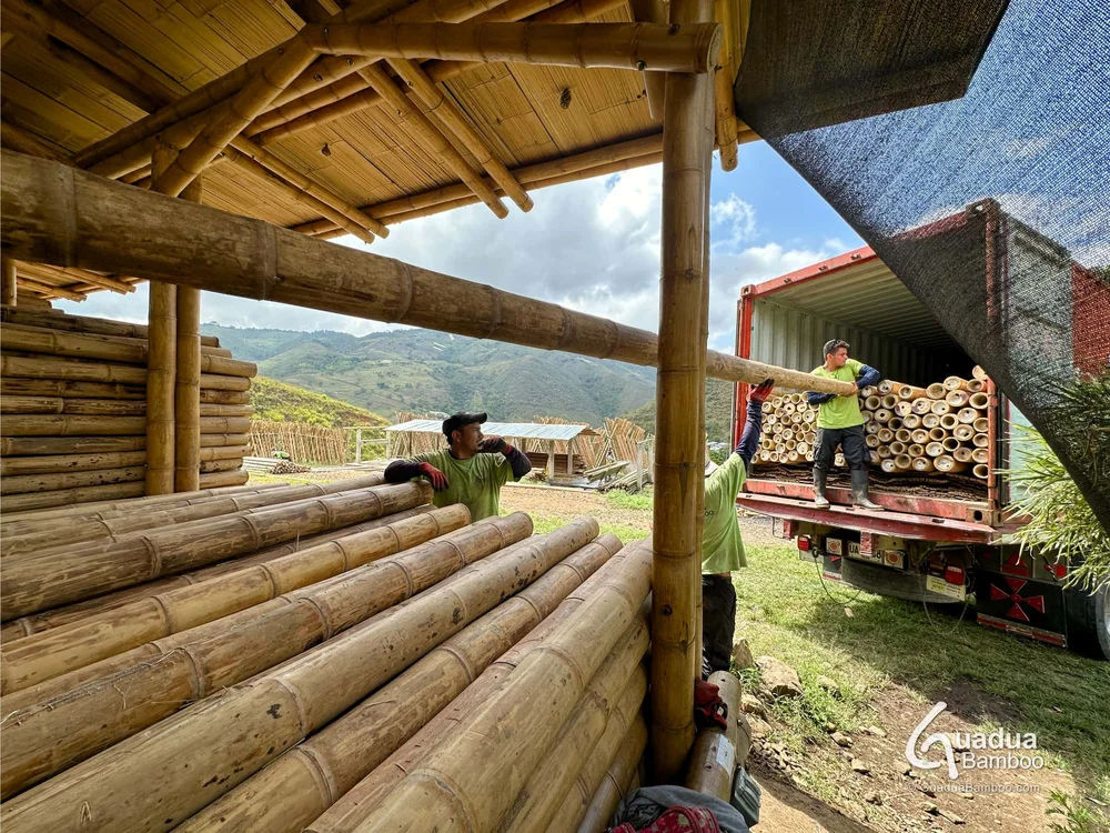 Premium Guadua Bamboo® Exported to Chile